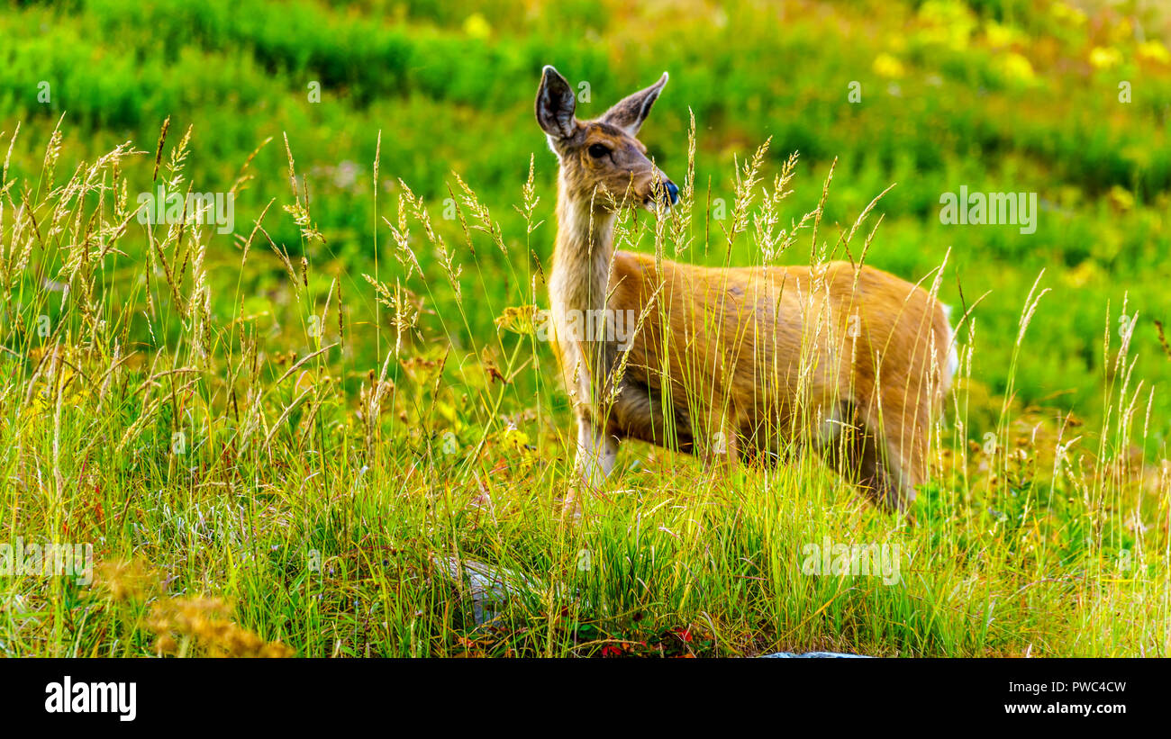 Le Cerf noir sur Tod Mountain au village alpin de Sun Peaks dans la Shuswap Highlands of British Columbia, Canada Banque D'Images