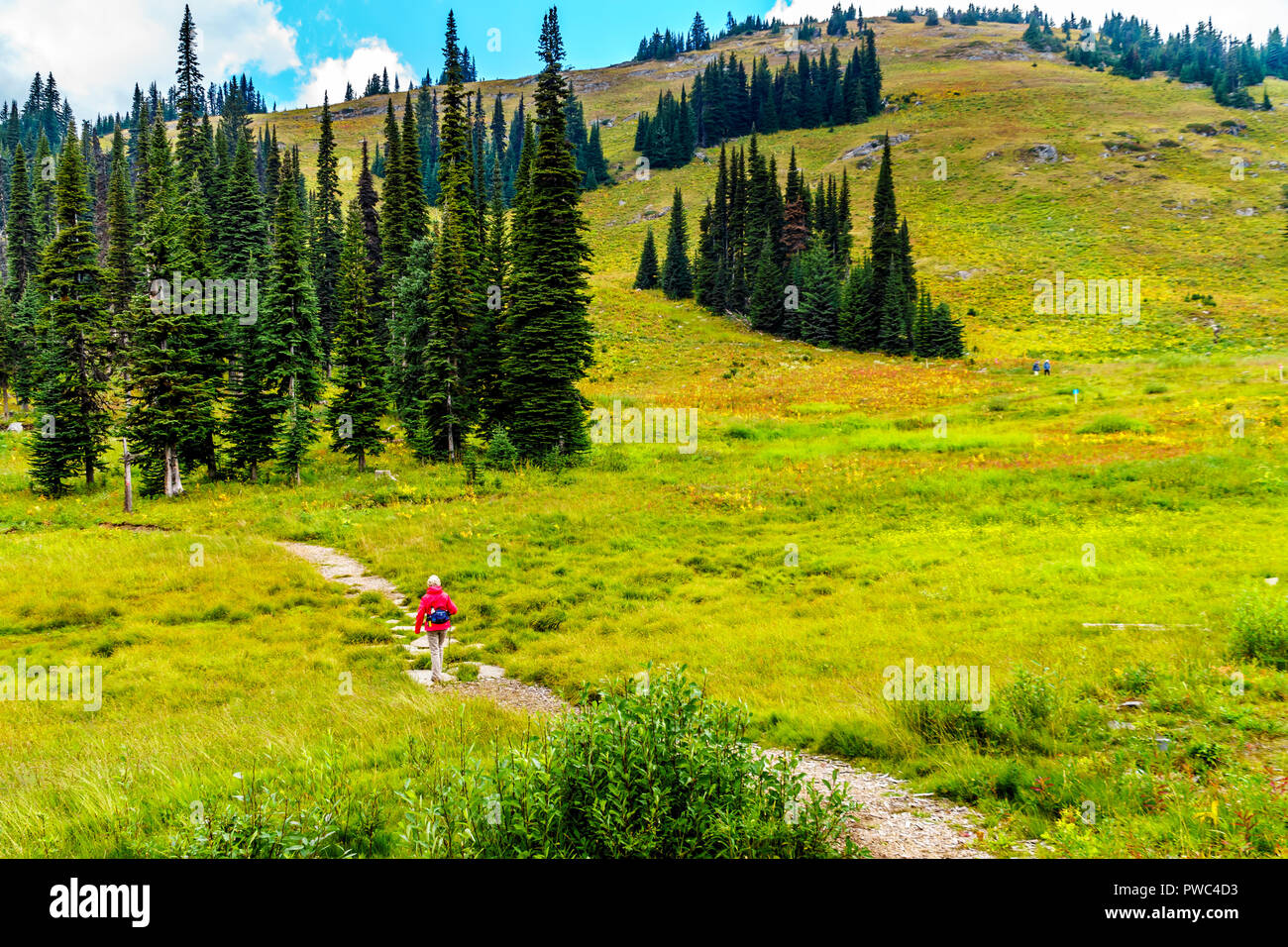 Senior Woman randonnée à travers les prairies alpines en couleurs d'automne sous ciel nuageux sur Tod Mountain près du village de Sun Peaks dans la région de Shuswap de Br Banque D'Images