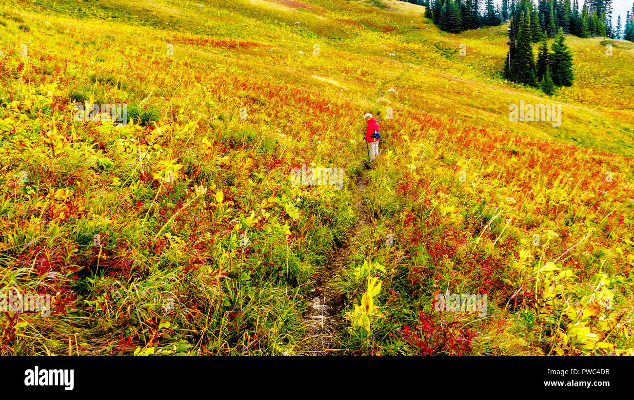 Senior Woman randonnée à travers les prairies alpines en couleurs d'automne sous ciel nuageux sur Tod Mountain près du village de Sun Peaks dans la région de Shuswap de Br Banque D'Images