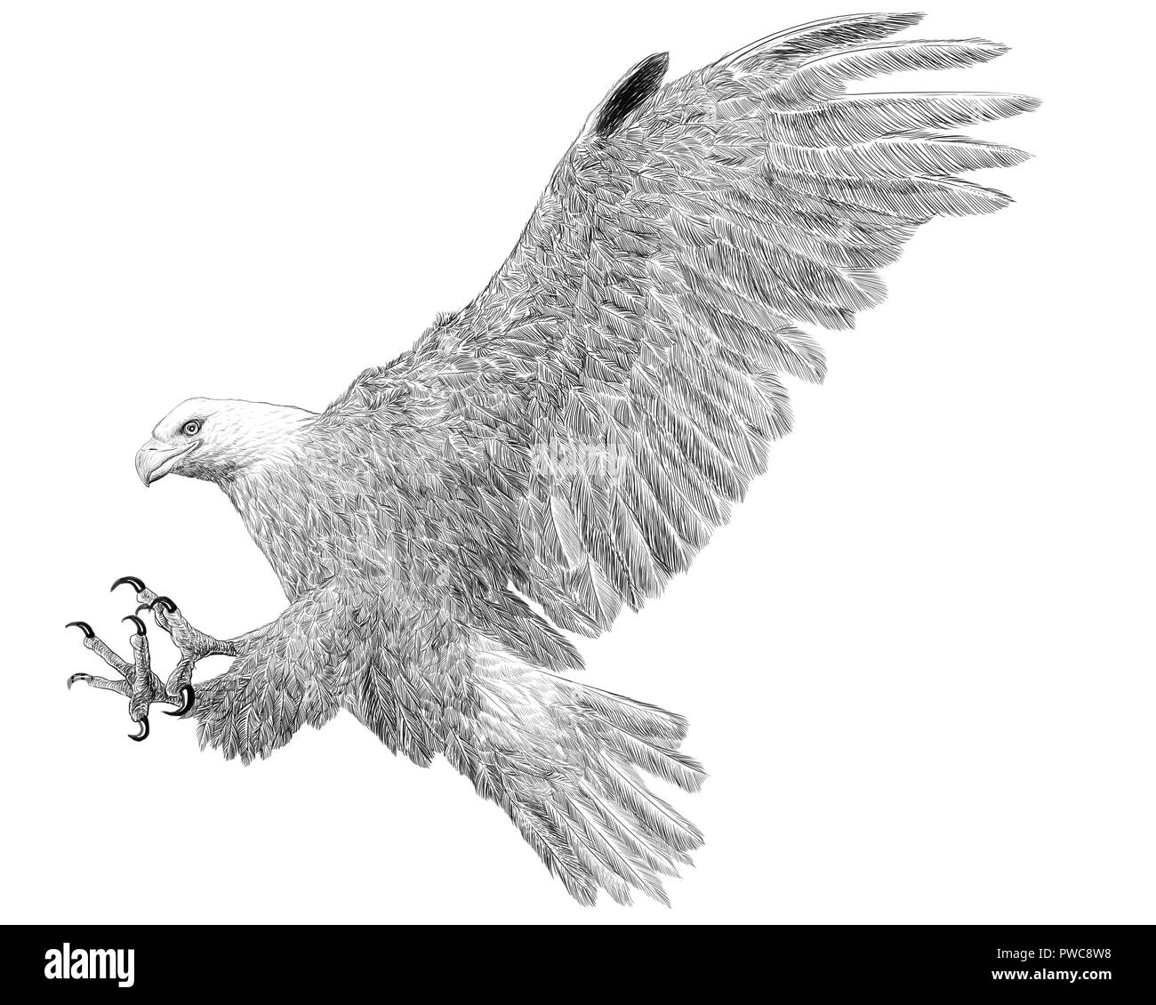 Bald Eagle fly landing part dessiner croquis illustration monochrome sur fond blanc. Banque D'Images