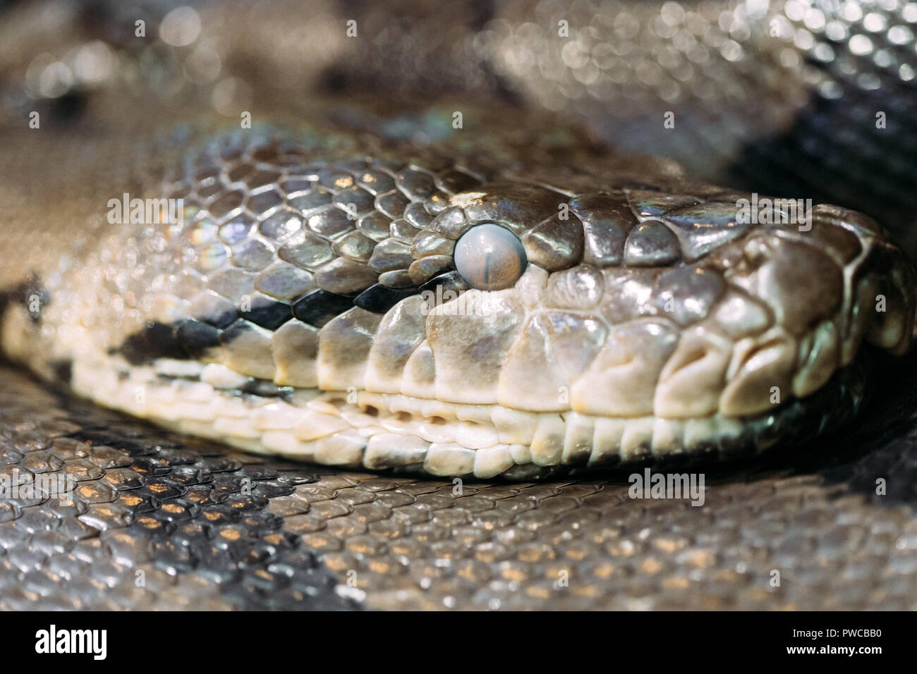 Vue côté frontal de la tête snake Banque D'Images