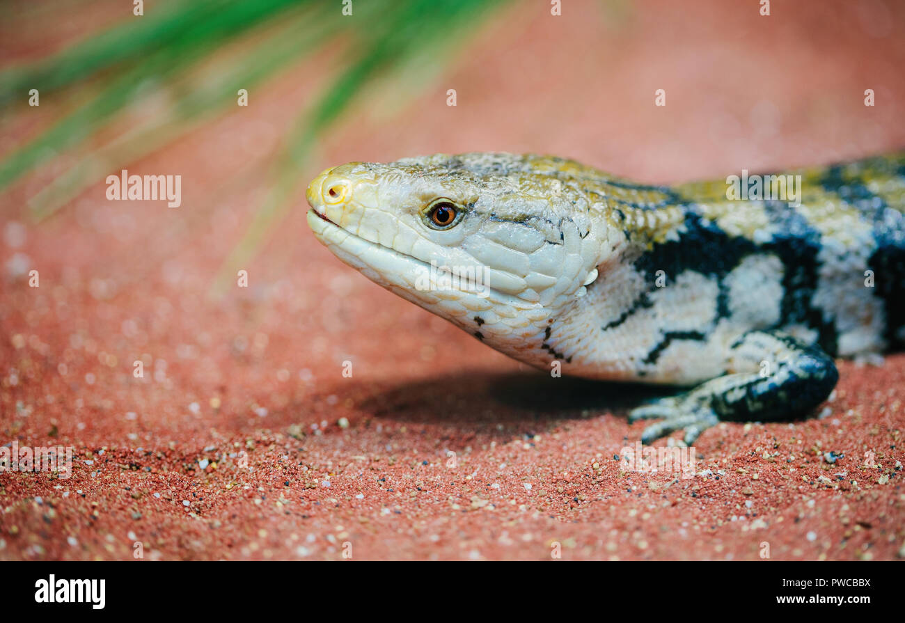 Little lizard close up, un lézard macro photographie Banque D'Images