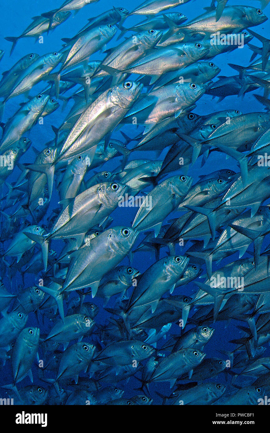 Les prises de thon obèse (Caranx sexfasciatus), grande école, l'île de Palau, Micronésie Banque D'Images