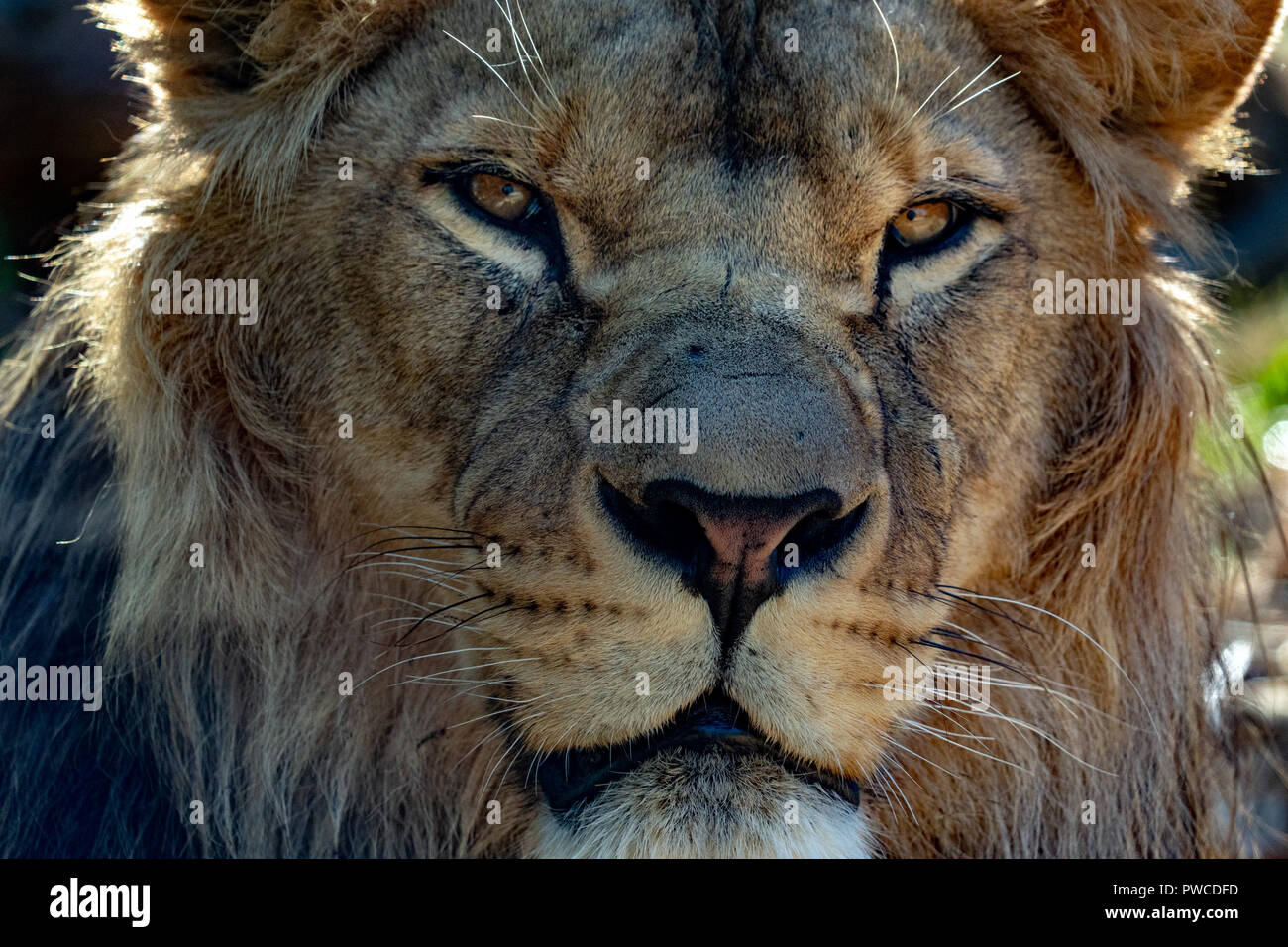 Lion mâle yeux close up detail vous regarde Banque D'Images