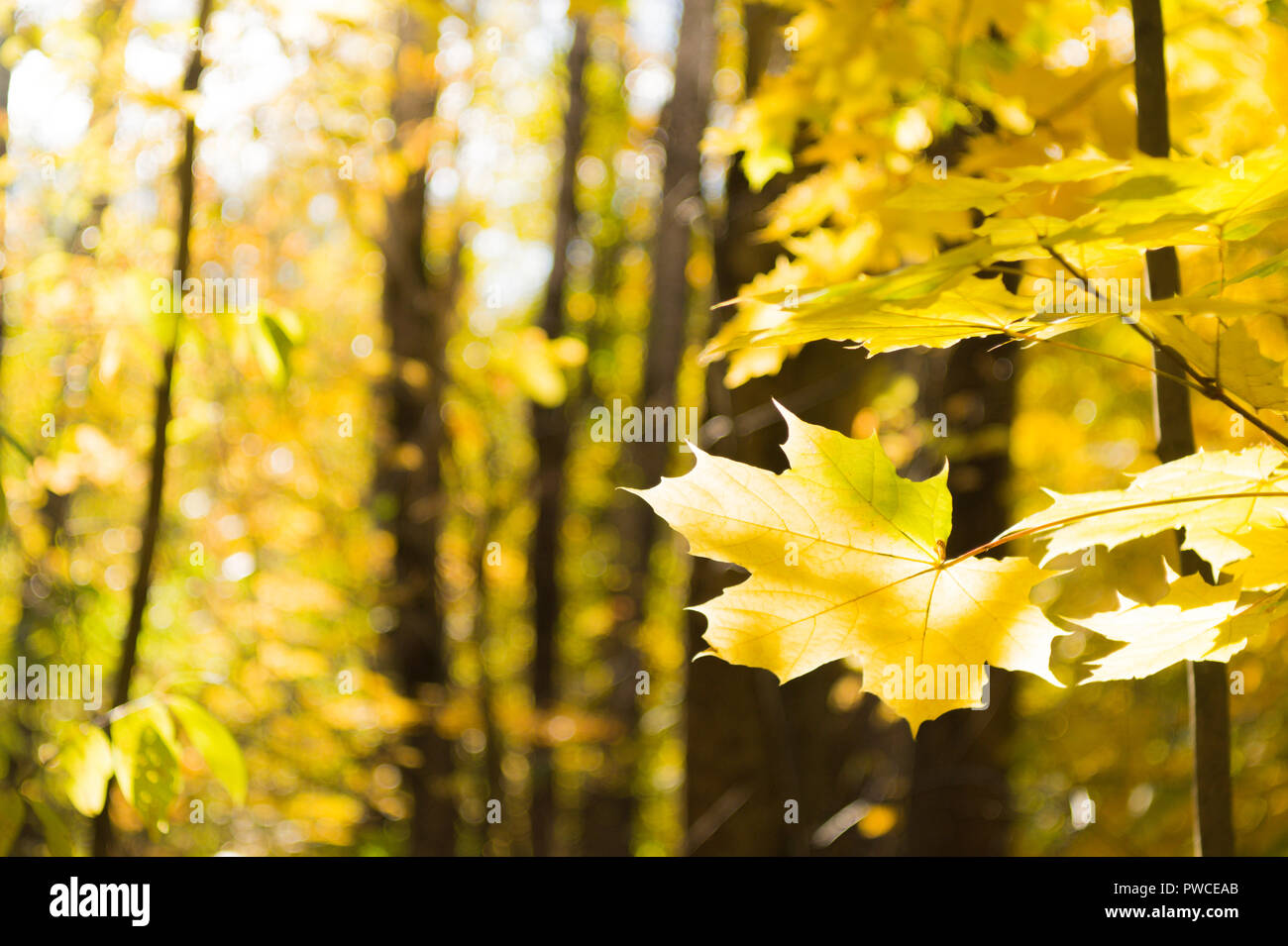 Les feuilles d'érable jaune lumineux photographié sur un fond de forêt floue. Banque D'Images