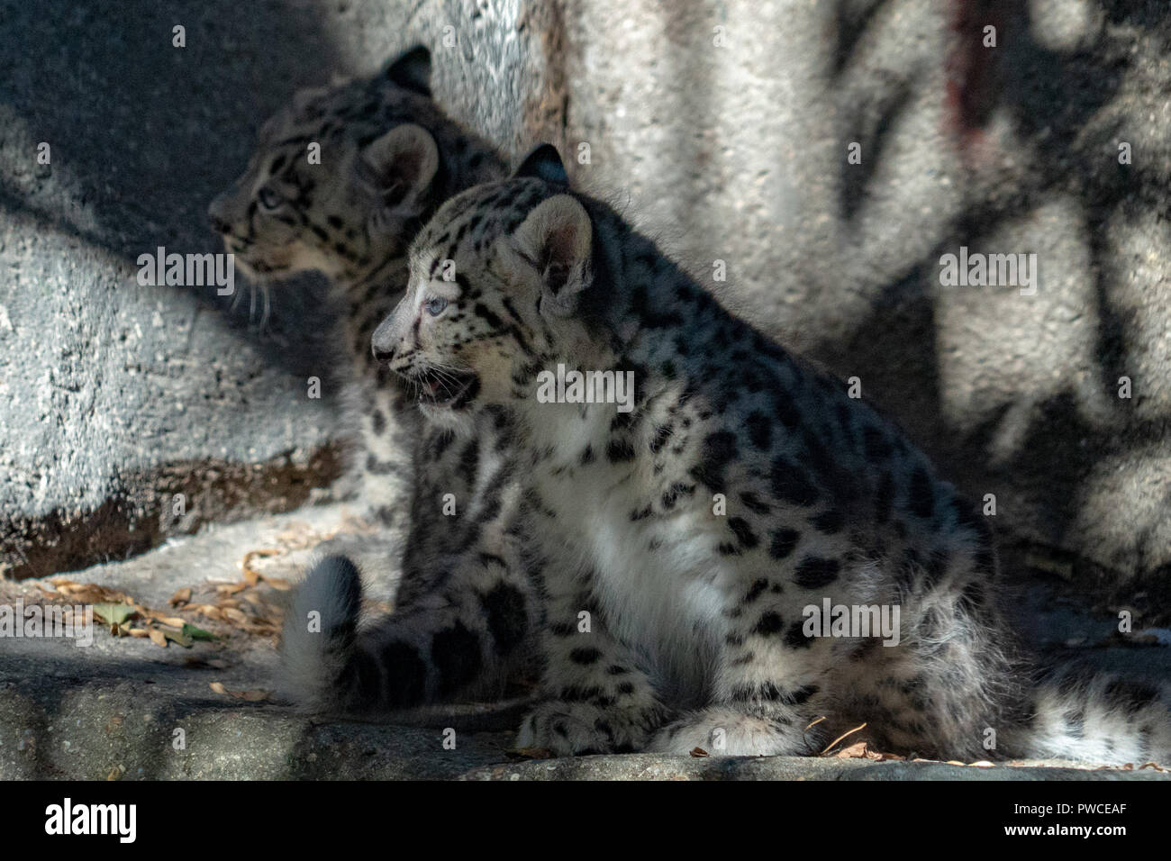 Leopard Des Neiges Bebe Banque D Image Et Photos Alamy Leopard Des Neiges Bebe Banque D Image Et Photos Alamy