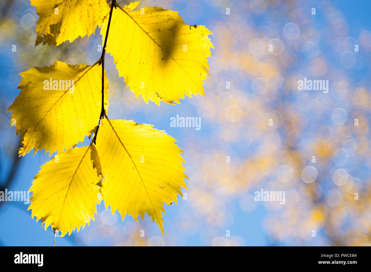 Feuilles jaune vif avec ciel bleu, flou d'or et d'argent joints toriques en arrière-plan. Banque D'Images