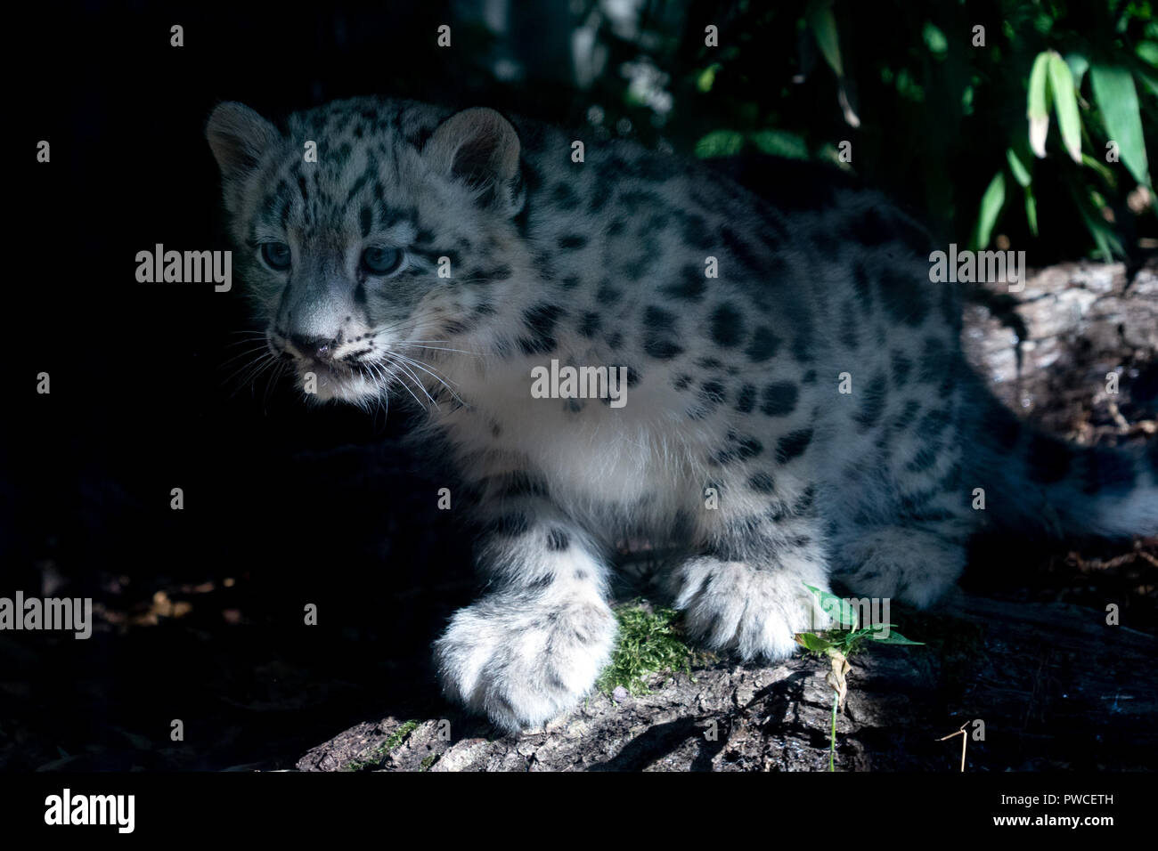 Leopard Des Neiges Bebe Banque D Image Et Photos Alamy