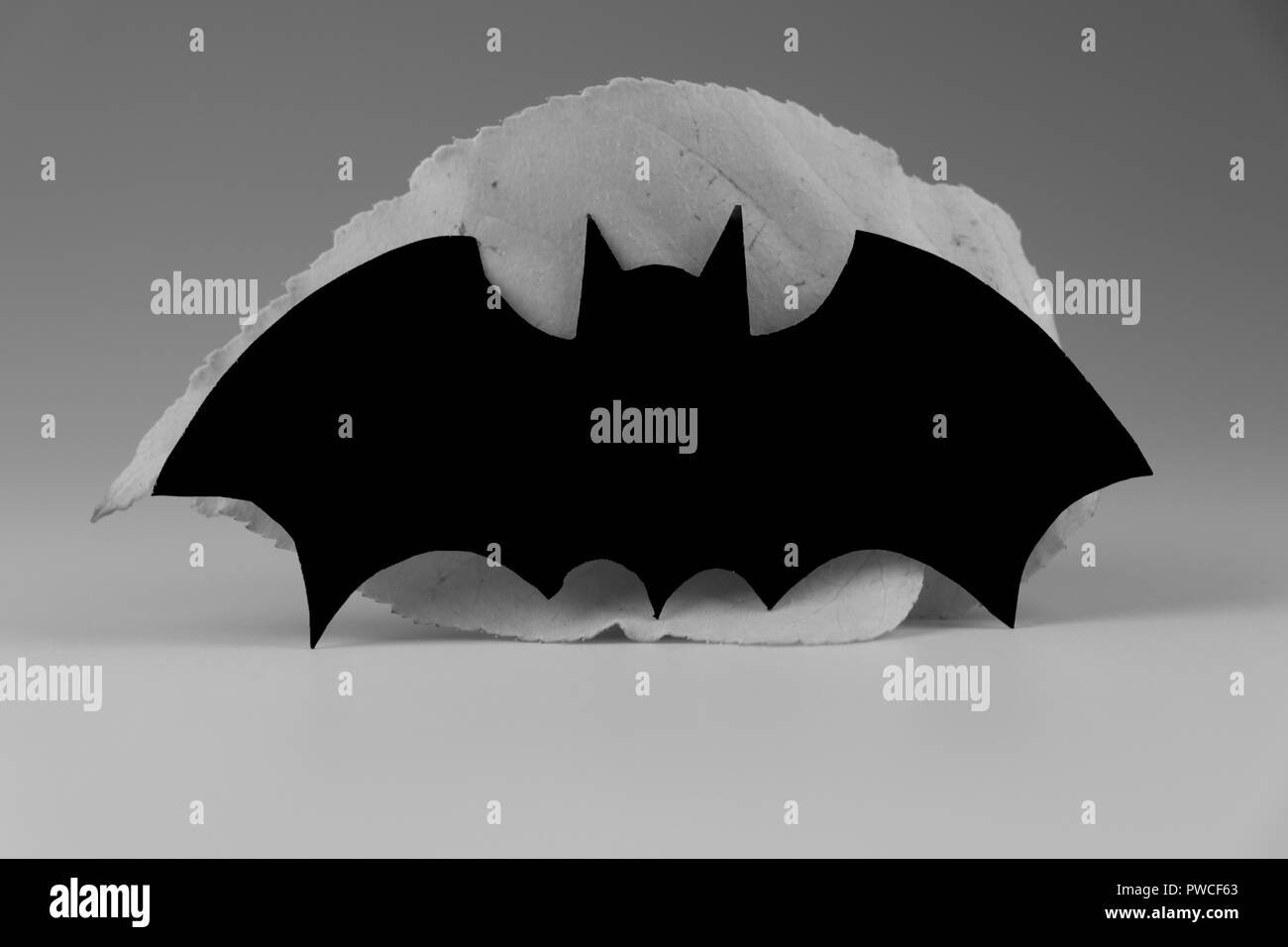 Une chauve-souris en noir et blanc sur fond gris. Décoration habituellement sur Halloween party. Faire peur Banque D'Images