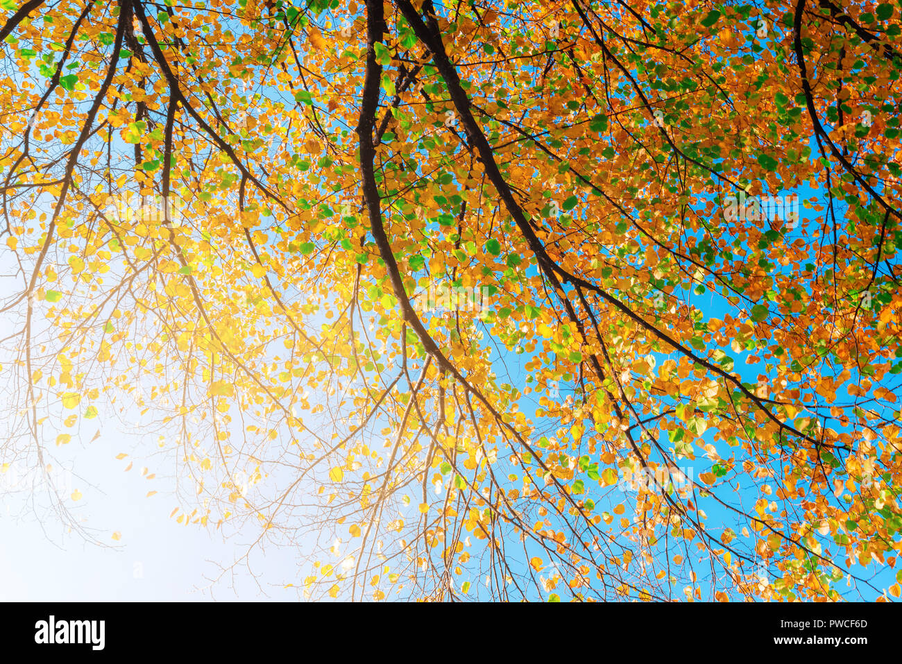 Feuillage de l'automne contre ciel bleu clair Banque D'Images
