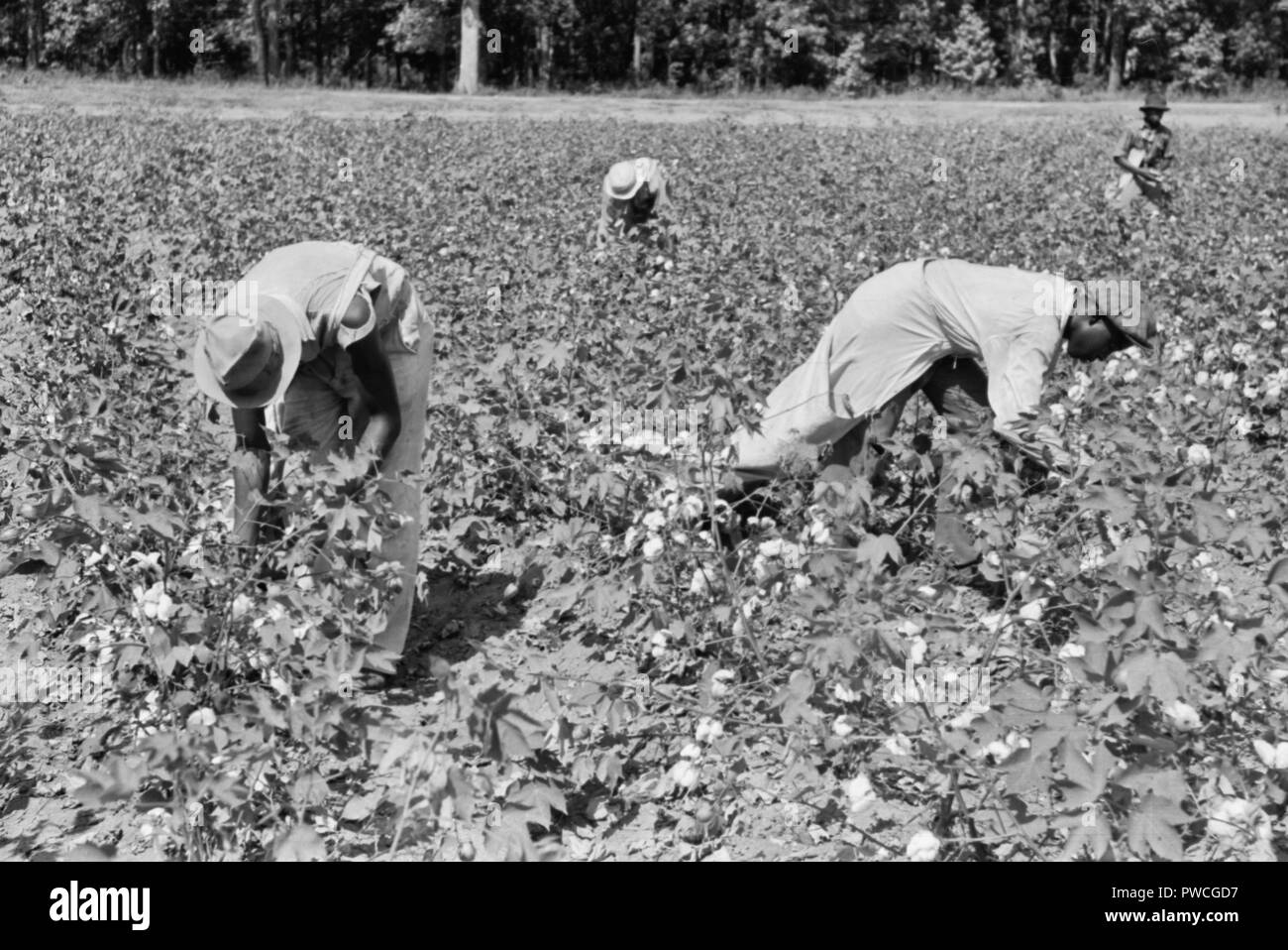 Coton cueillette près de Léhi, Arkansas, Septembre 1938 Banque D'Images