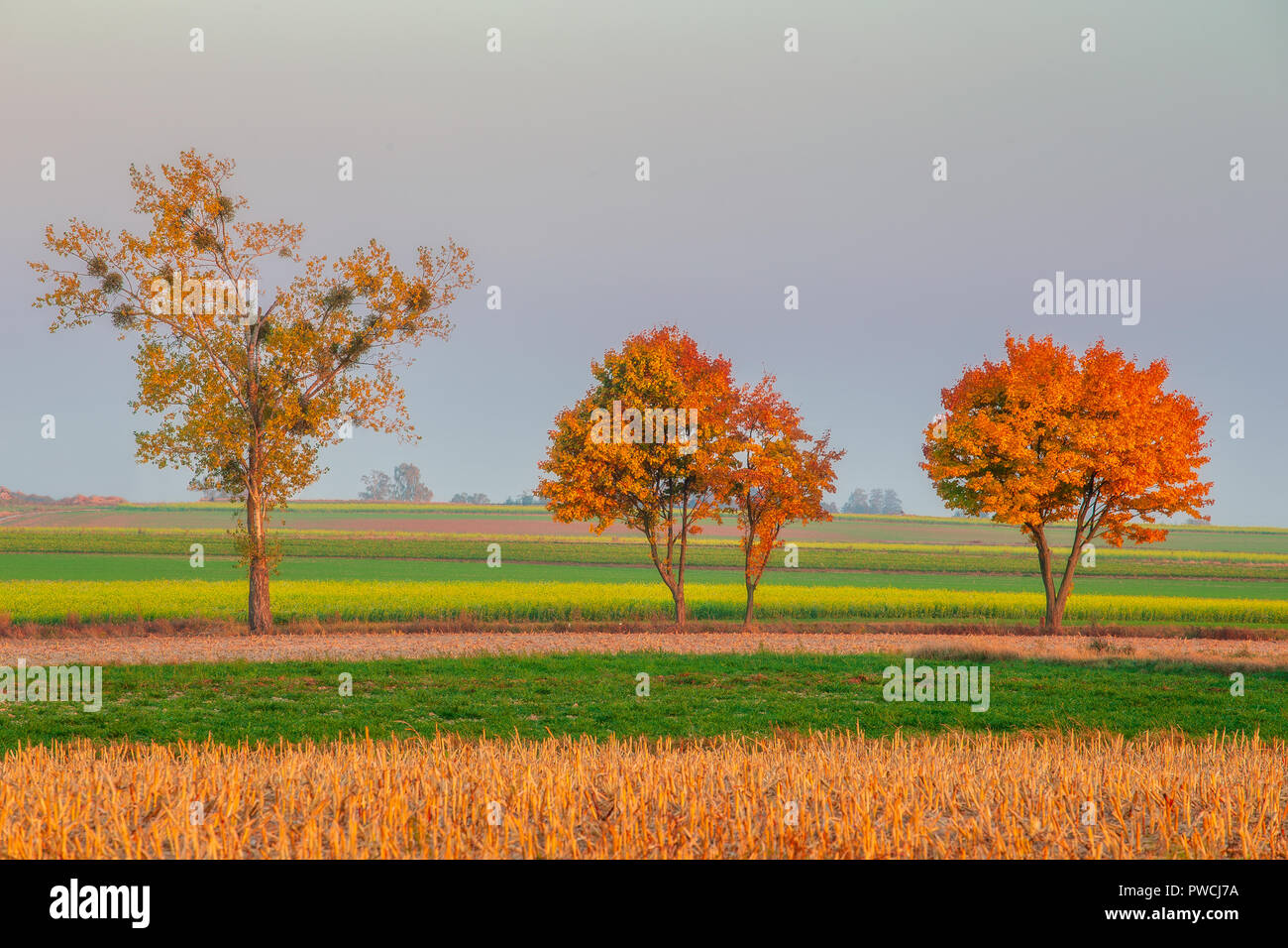 Les arbres d'automne ligne. Couleurs à rayures sur le champ comme arrière-plan. Orange, Jaune et feuilles dorées dans la lumière du soleil de l'après-midi Banque D'Images