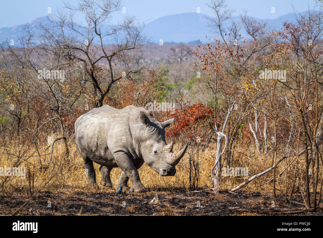 Rhinocéros blanc du sud dans le parc national Kruger, Afrique du Sud ; Espèce Ceratotherium simum simum famille des Rhinocerotidae Banque D'Images