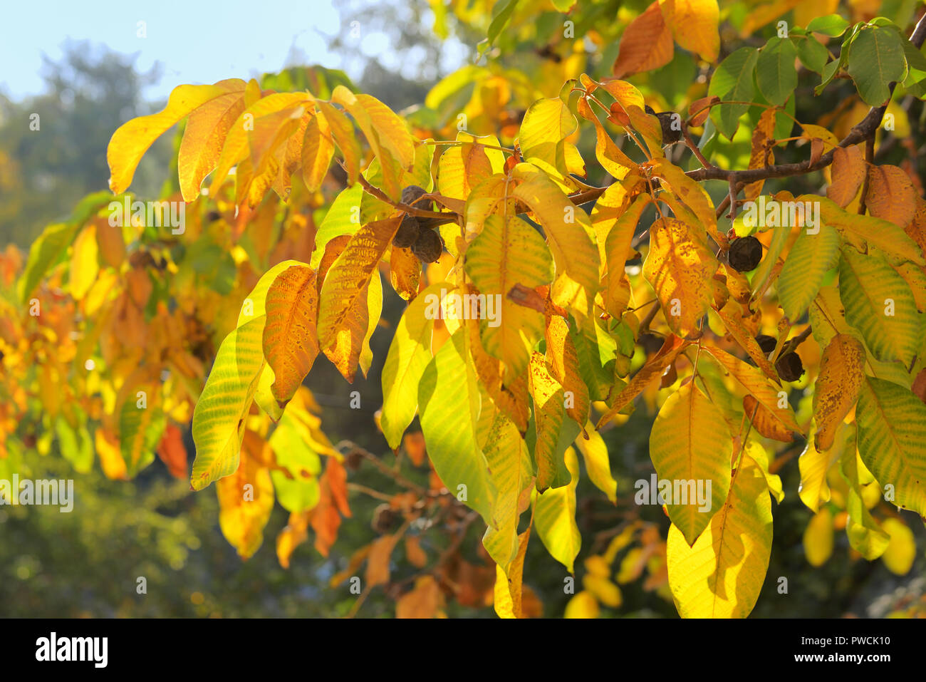 Direction générale de l'automne jaune feuilles de noyer Banque D'Images