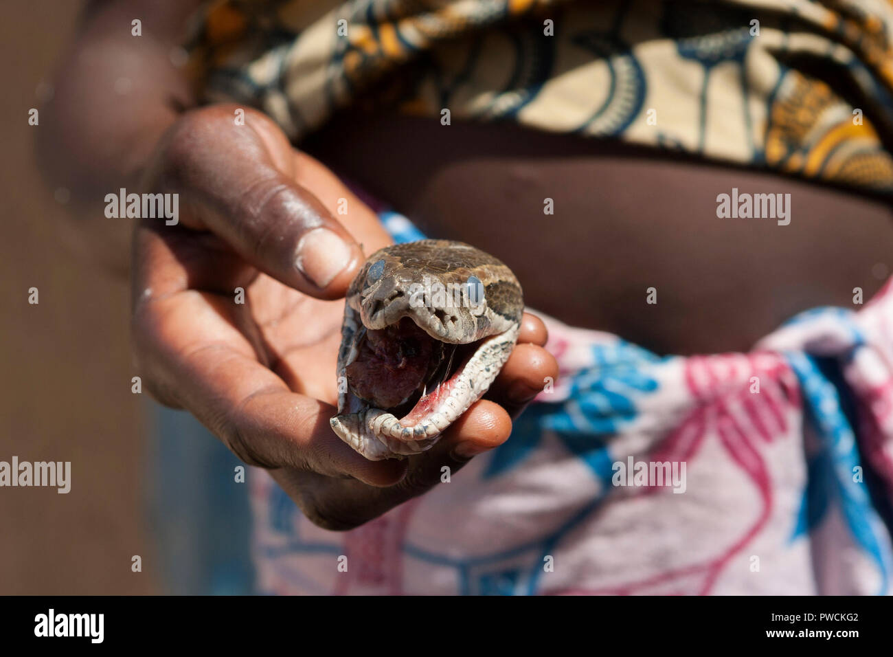 Jeune fille africaine tenant la tête d'un serpent mort Banque D'Images