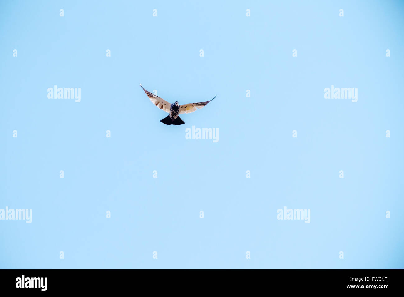 Bel oiseau voler librement dans le ciel comme un aigle ou colombe ou crow wing propagation Banque D'Images