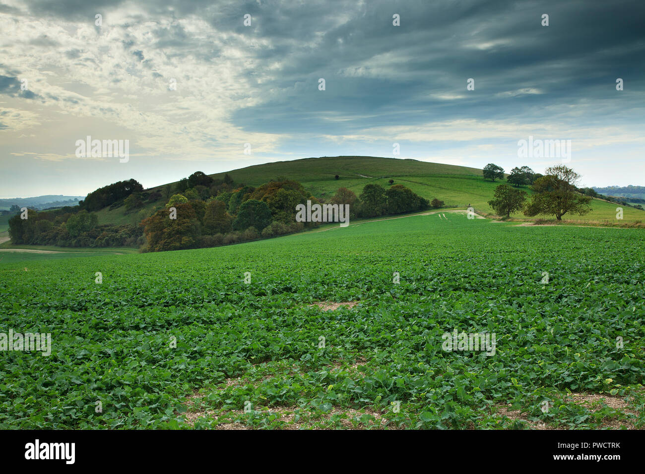 Harrow Hill, près de correctifs, est un site archéologique qui se trouve dans l'ouest de Sussex chalk hills Banque D'Images