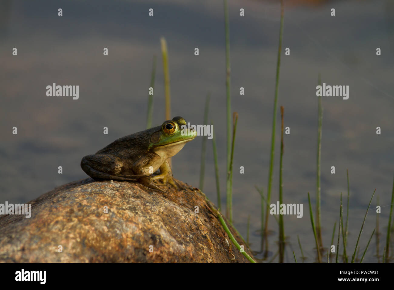 Grenouille assis sur un rocher au-dessus d'un étang, à regarder pour les bogues. Banque D'Images