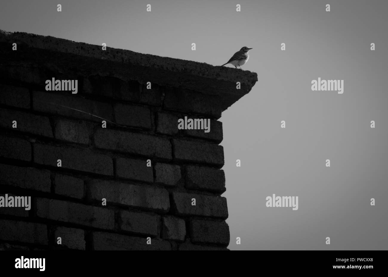 Sparrow tir assis sur la cheminée. Banque D'Images