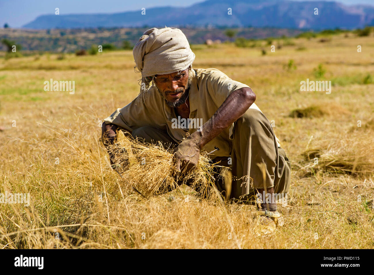 La récolte aux agriculteurs le teff (Eragrostis tef) avec une faucille, Hawzien, Tigray, Éthiopie Banque D'Images