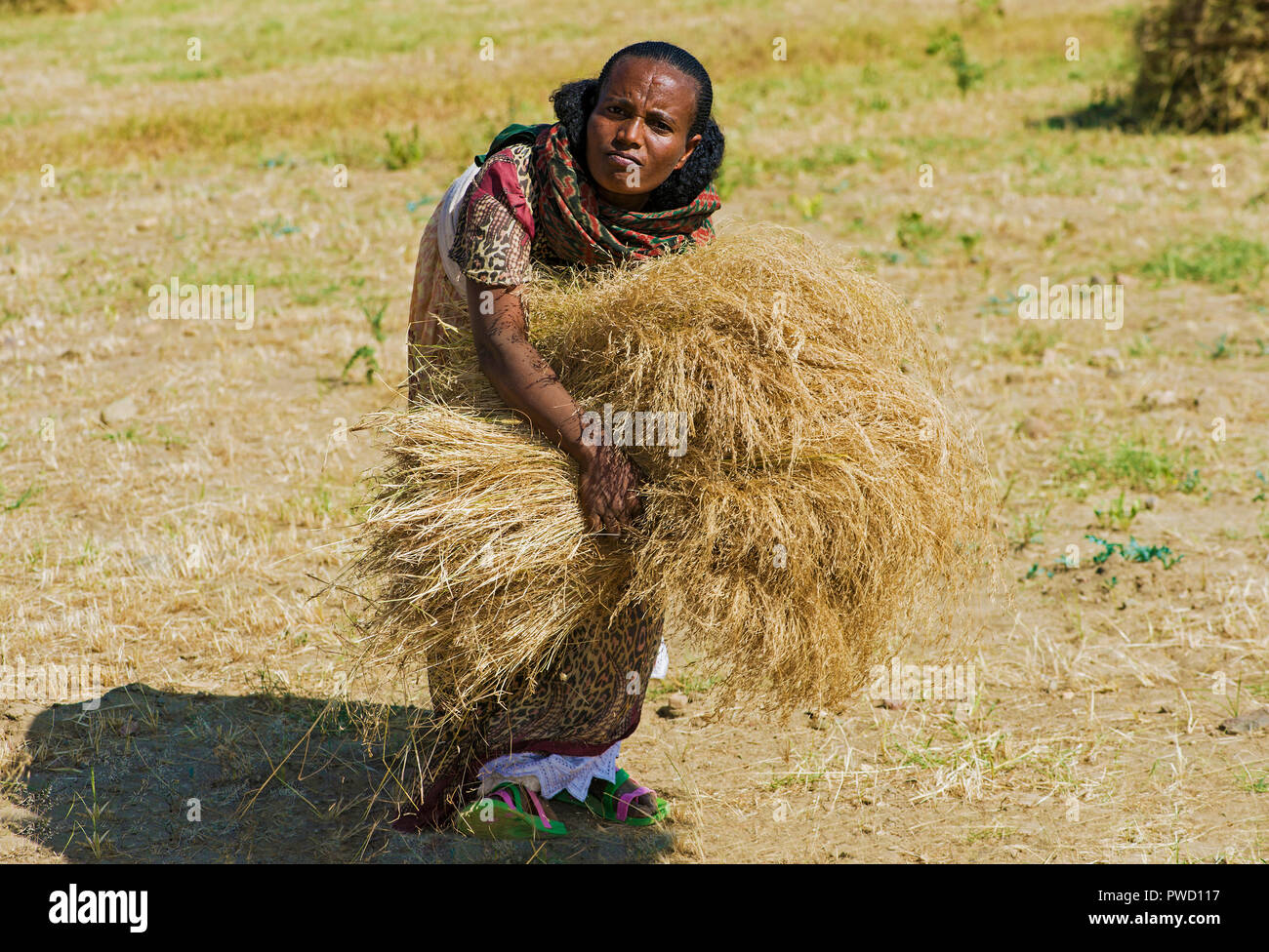 Femme fermier local la collecte de poulies le teff (Eragrostis tef) pour le battage, Hawzien, Tigray, Éthiopie Banque D'Images