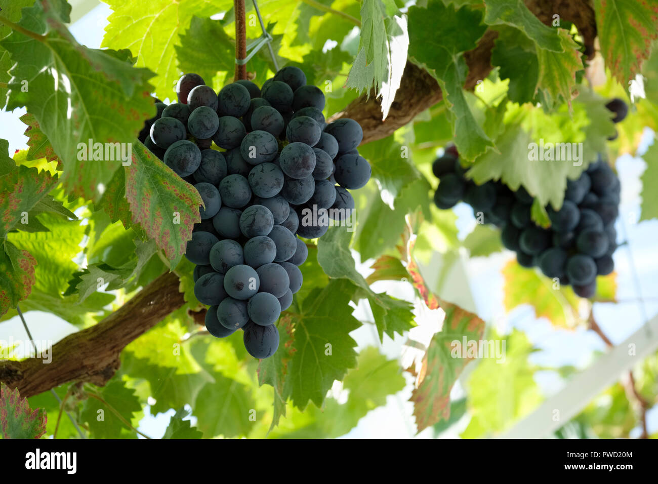 Des raisins de table (Vitis vinifera) accrochée à la vigne en serre, Sussex, England, UK Banque D'Images