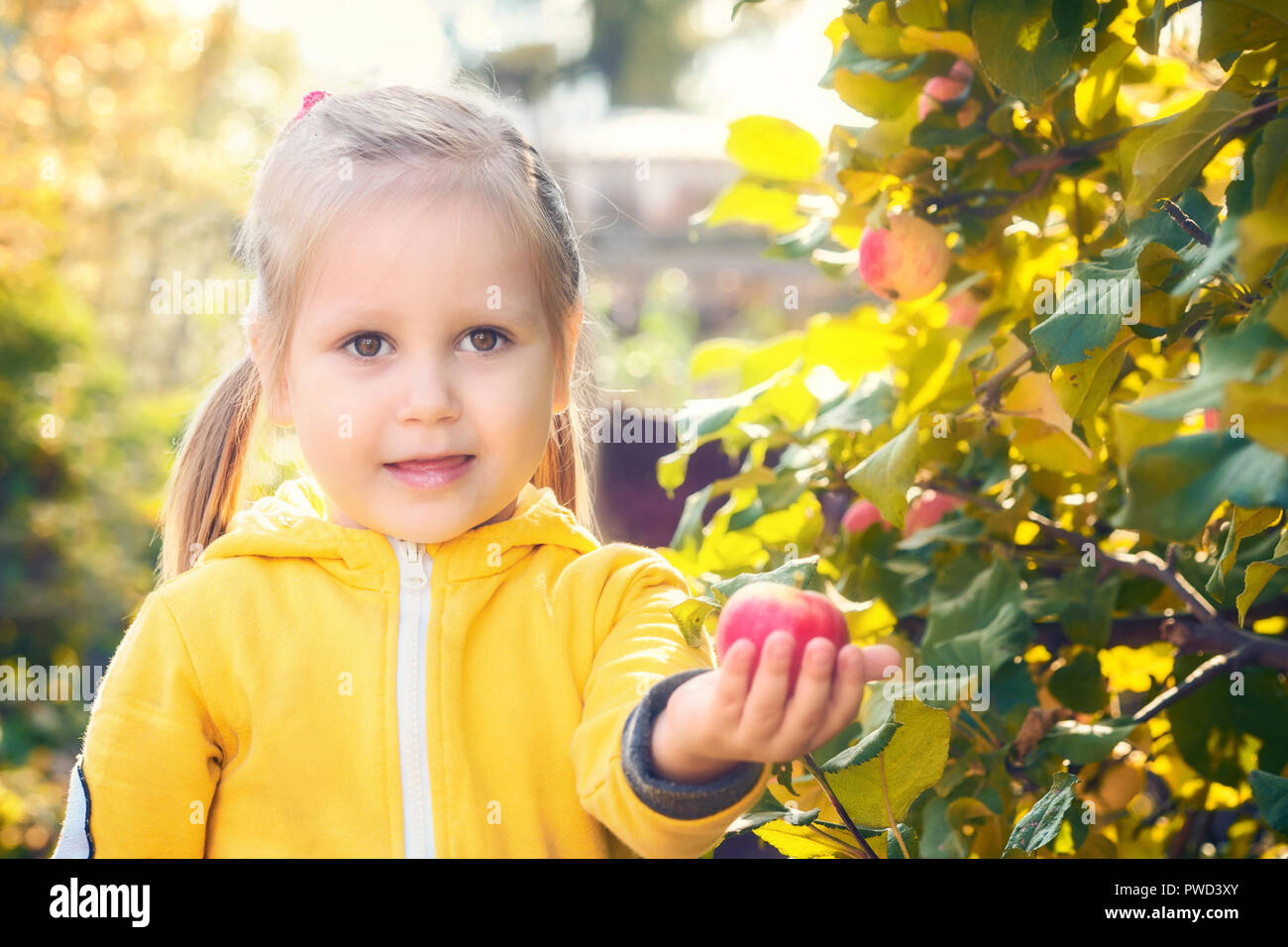 Petite fille bebe en pyjama jaune costume avec cheveux blonds rassemble et mord off mange pommes saisonnieres de la recolte dans le jardin d automne Photo Stock Alamy