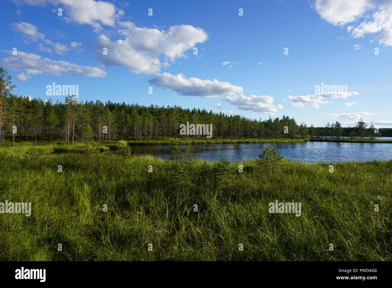 Pure Nature en Finlande - la photographie de la vie sauvage Banque D'Images