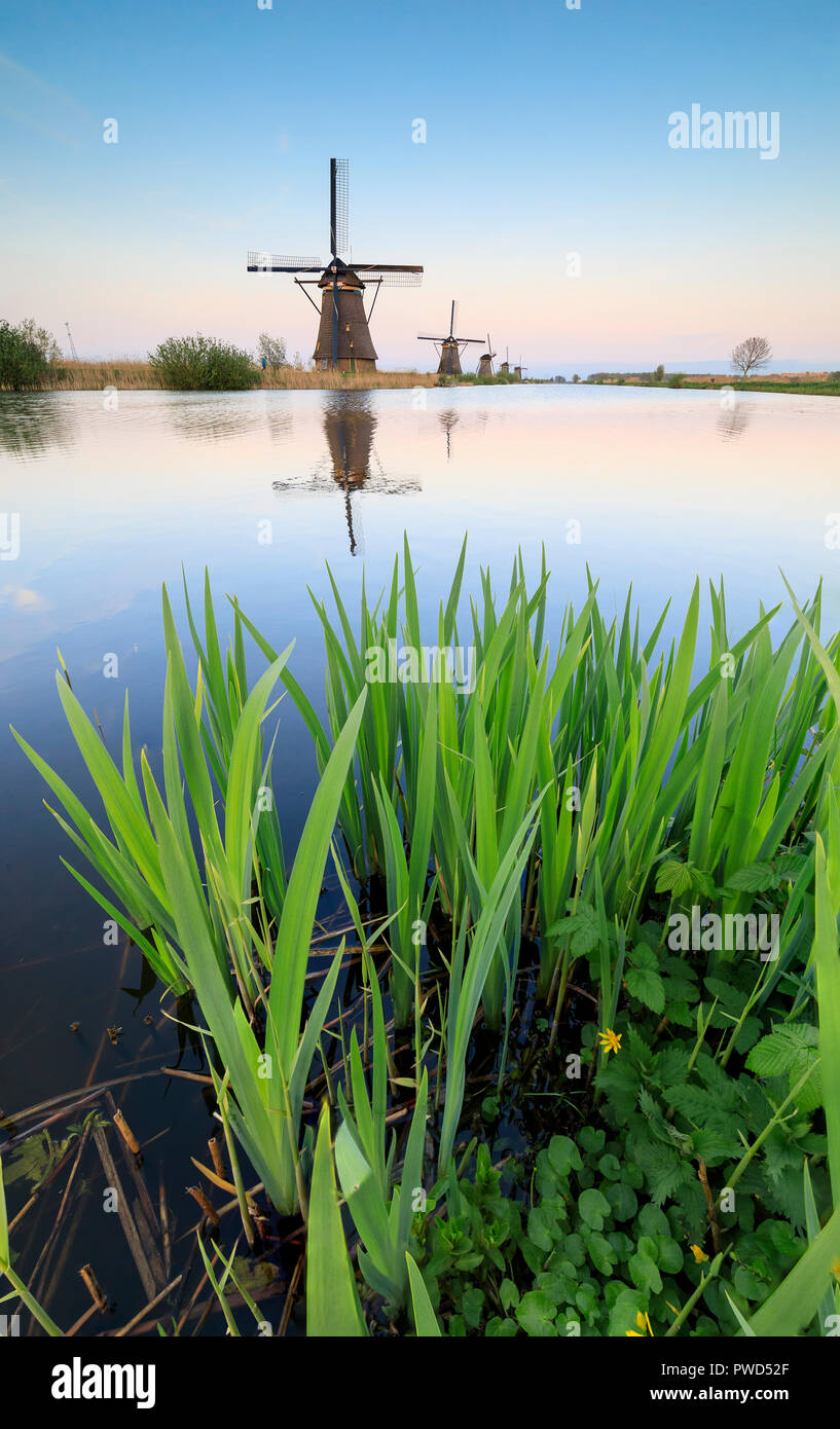 Les moulins à vent dans l'herbe et encadré par canal ciel rose au coucher du soleil le Molenwaard Kinderlijk South Holland Pays-bas Europe Banque D'Images