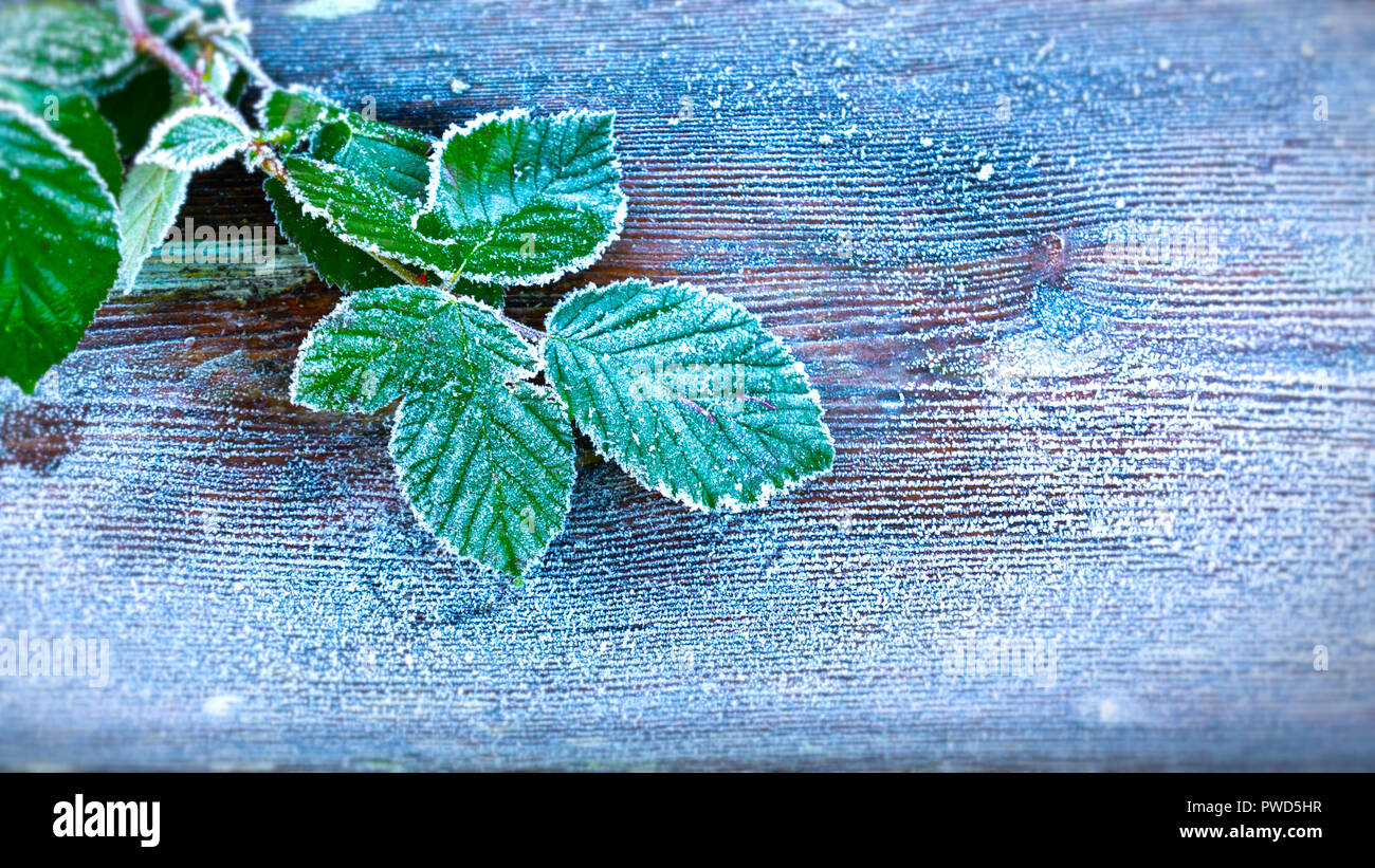 Feuilles en hiver tôt le matin - heure bleue - après une forte gelée, avec possibilité d'ajouter du texte ou des graphiques. Edge brouille et vignette ajouté pour l'effet. Banque D'Images