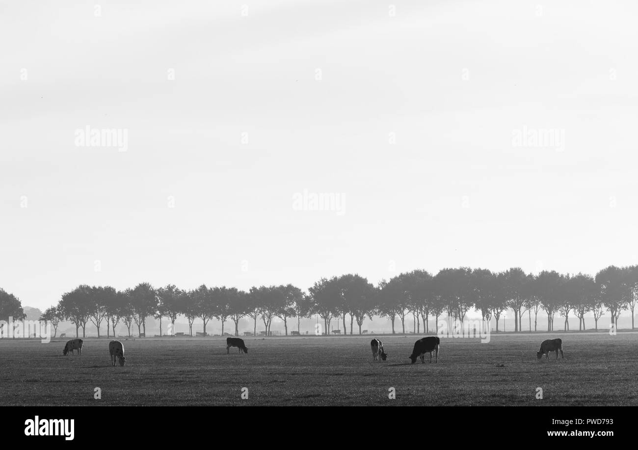Vaches dans paysage de prairie avec des arbres entre Vianen et Everdingen aux Pays-Bas Banque D'Images