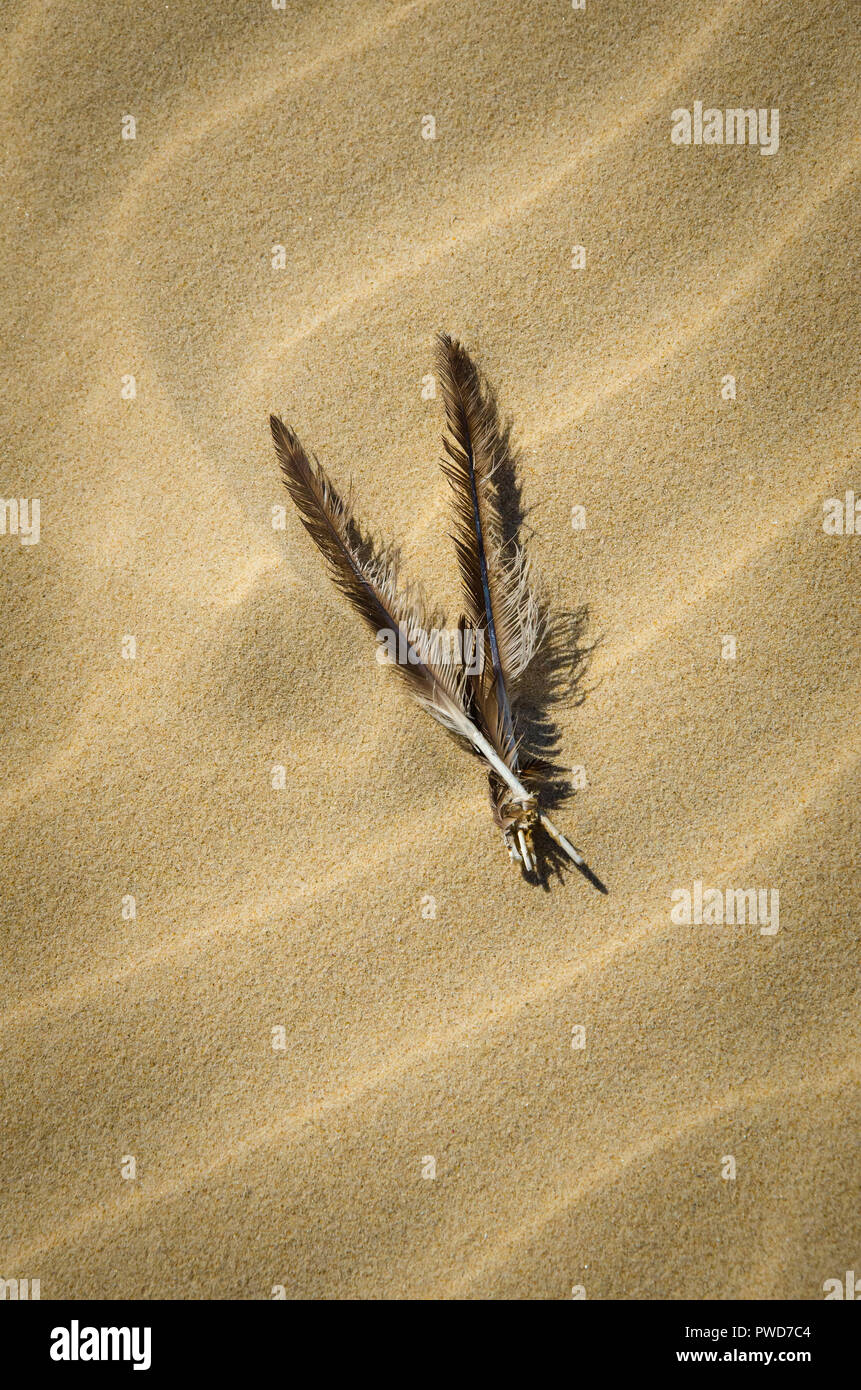 Plumes dériver dans les dunes de sable de l'Stockton Bight dunes de sable à Port Stephens, New South Wales, Australie. Banque D'Images