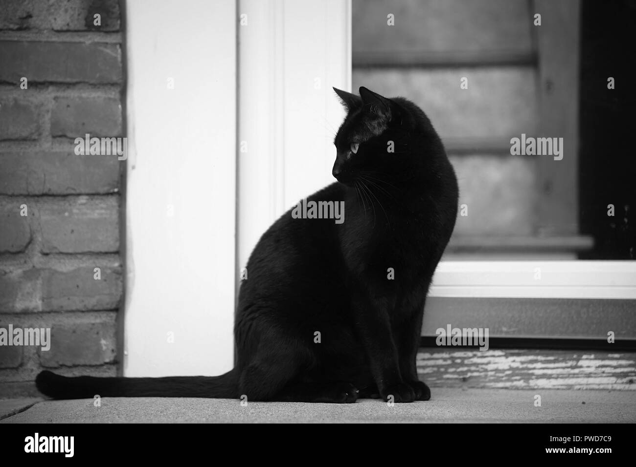 Un chat noir se bloque sur un quartier résidentiel stoop en noir et blanc Banque D'Images