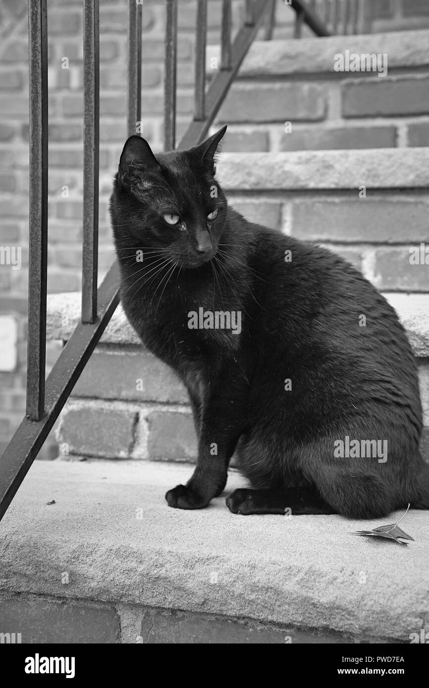 Un chat noir se bloque sur un quartier résidentiel stoop en noir et blanc Banque D'Images