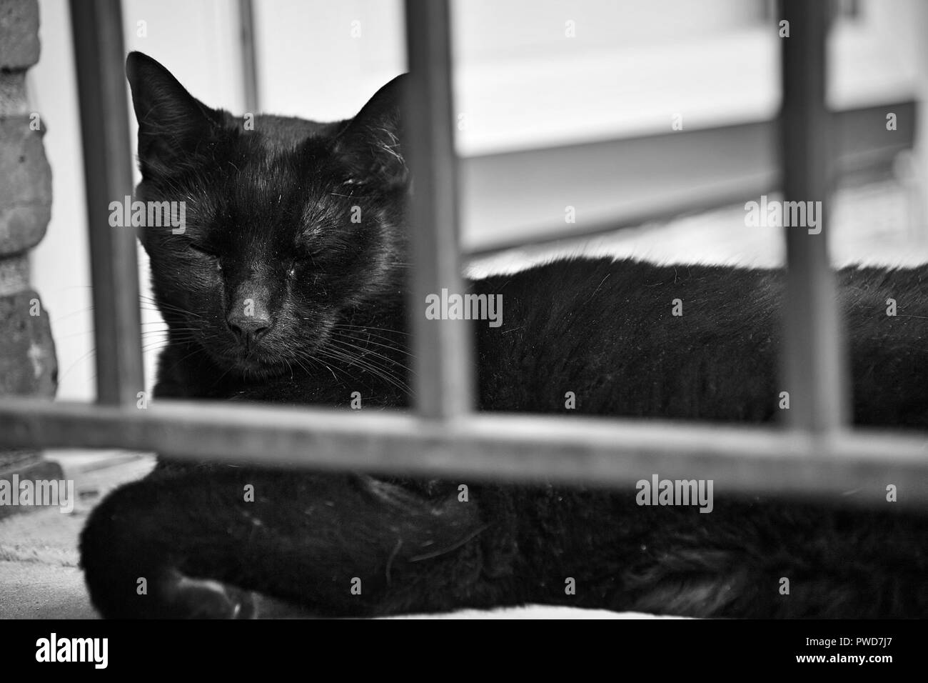 Un chat noir se bloque sur un quartier résidentiel stoop Banque D'Images
