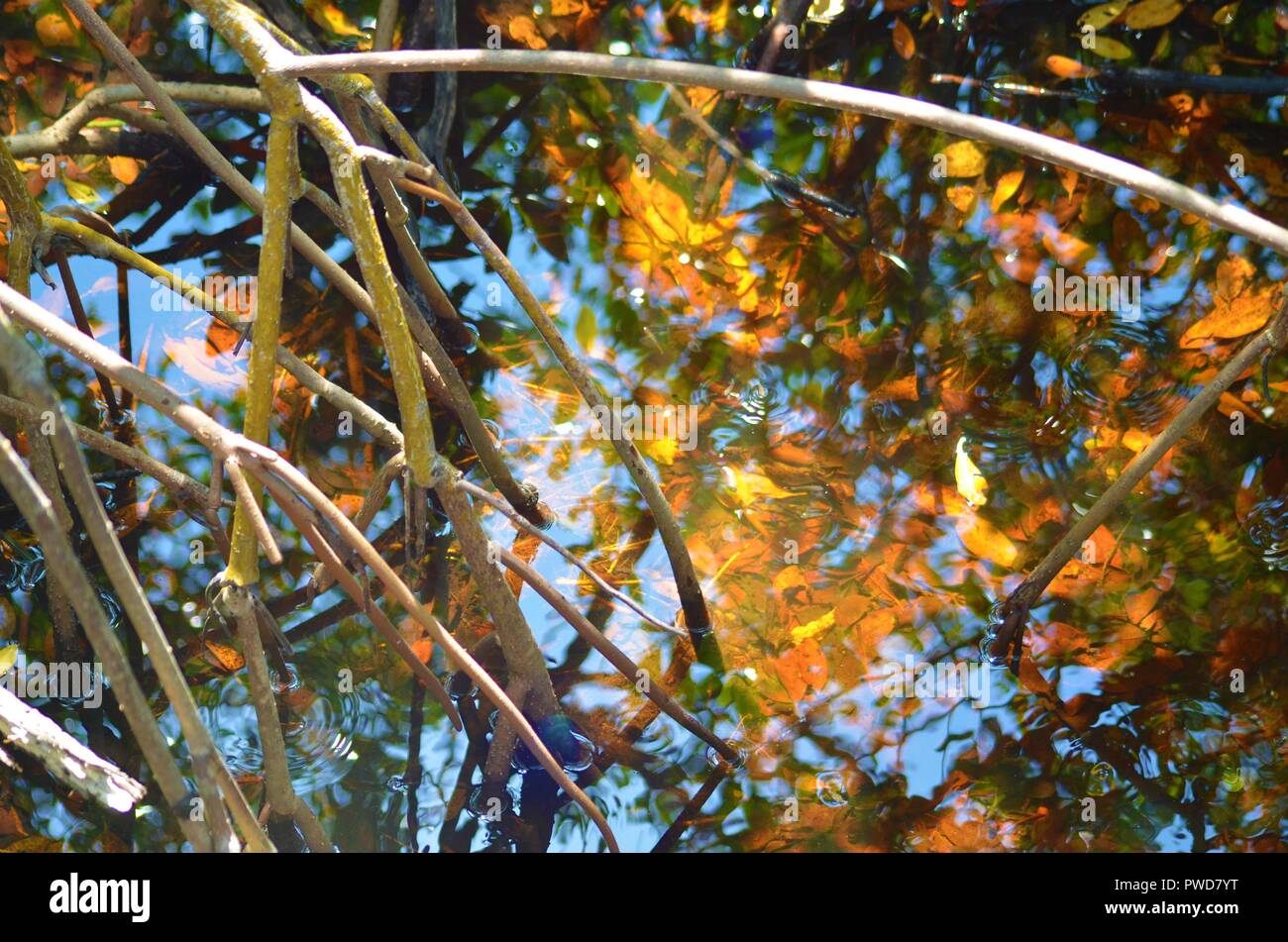 Les racines de mangrove dans l'eau profonde Banque D'Images