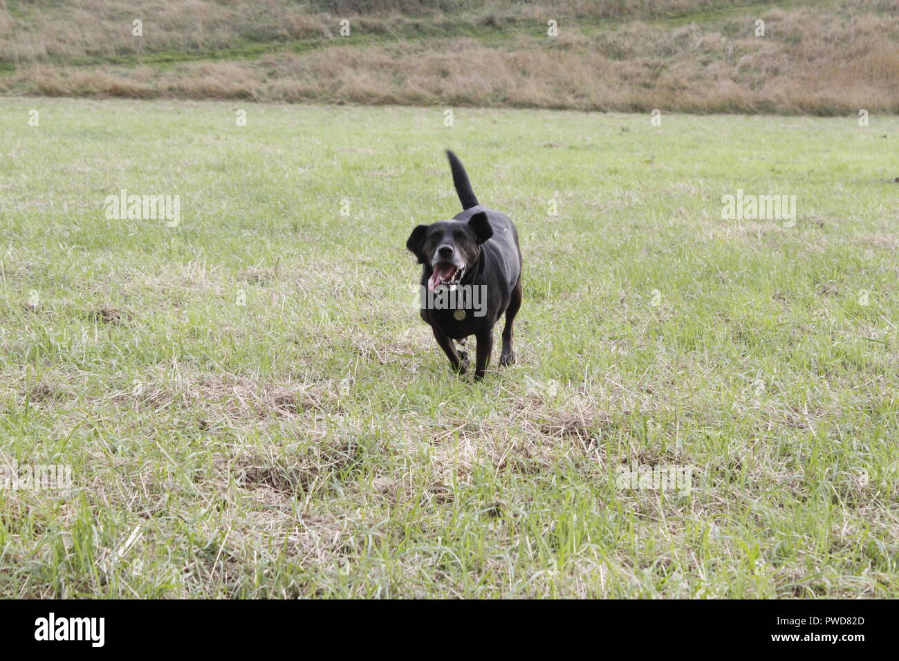 Running Dog Banque D'Images