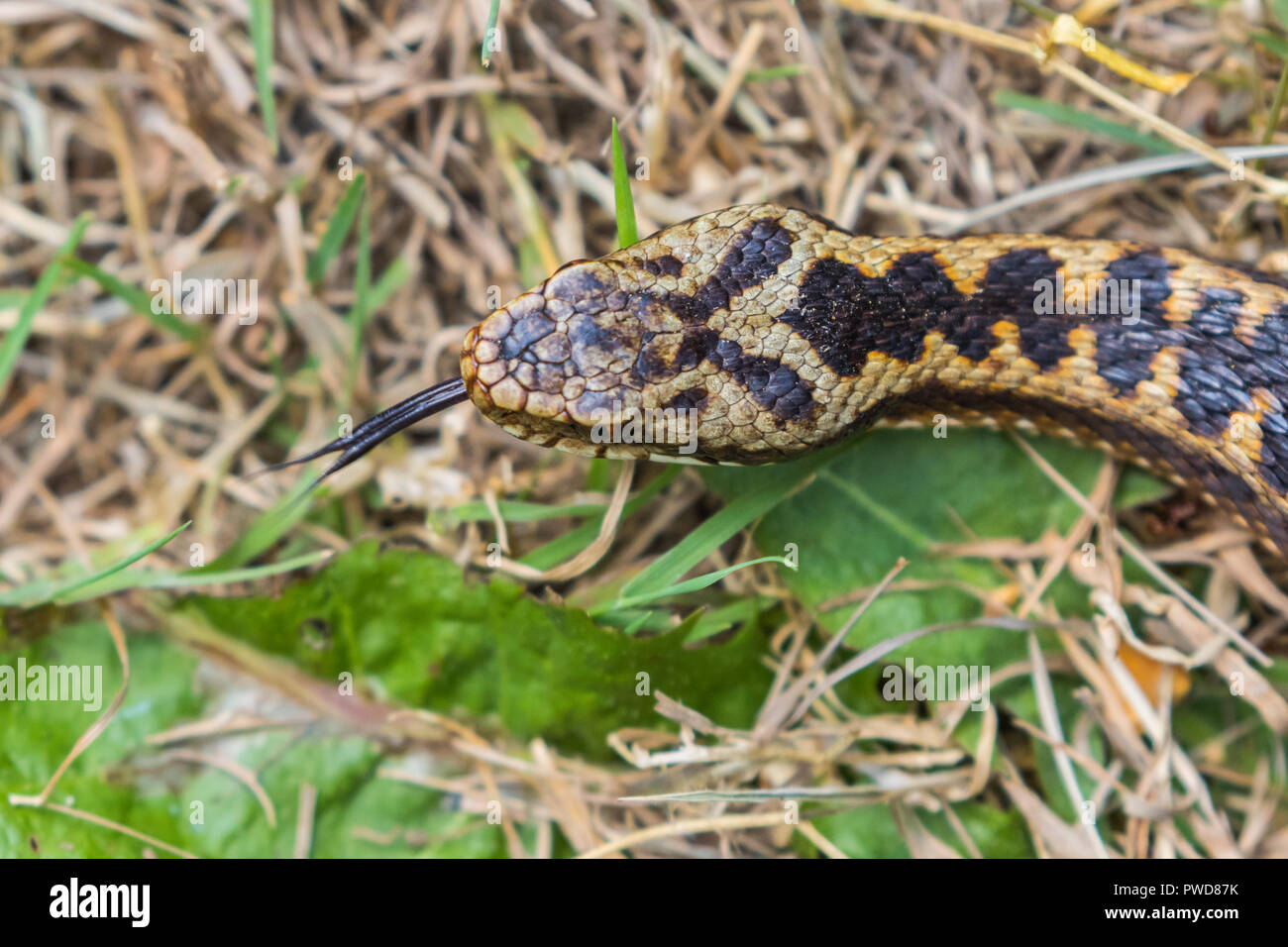 Tête de vipère Vipera berus ( ) près. Langue maternelle. Banque D'Images