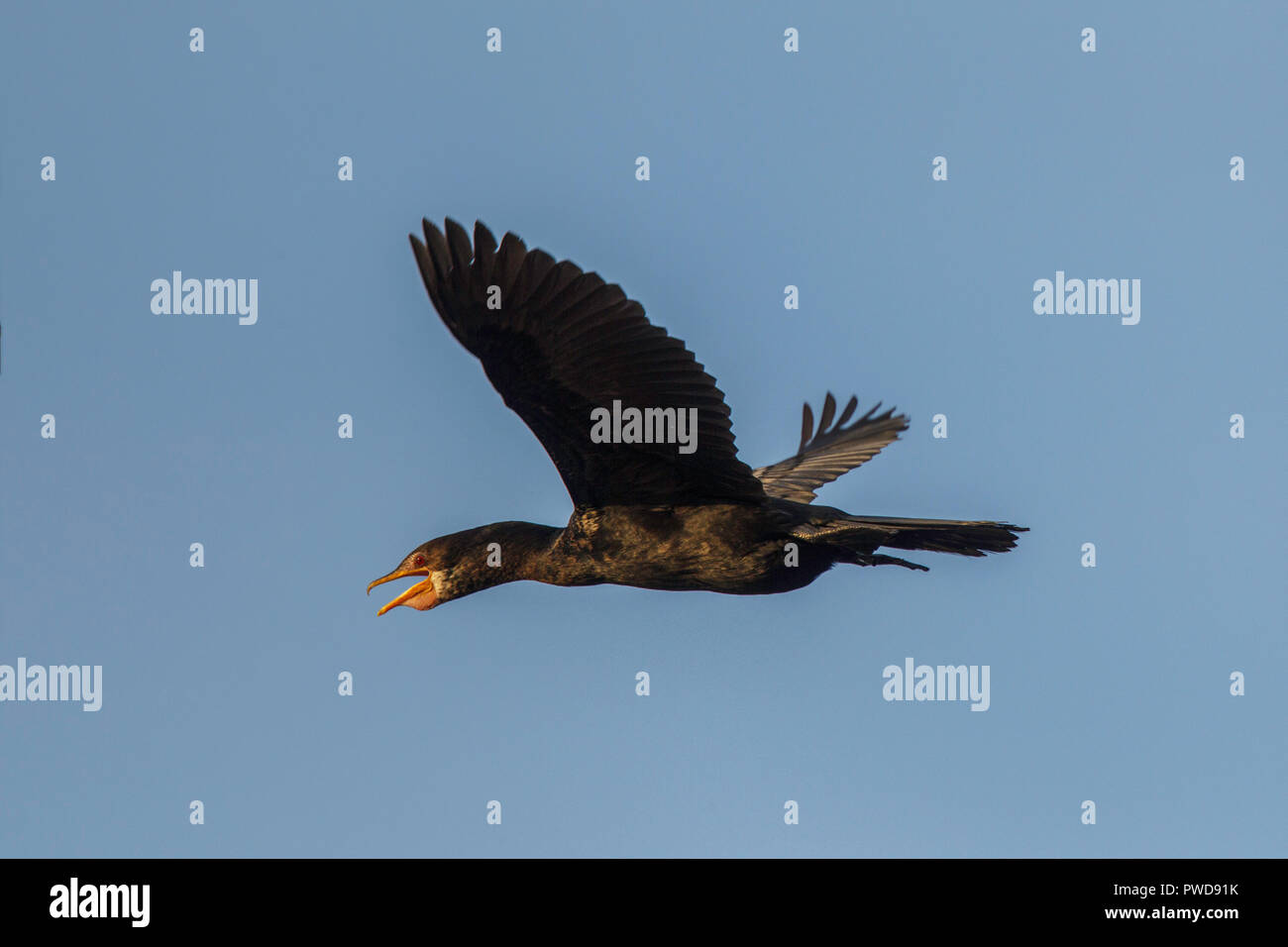 Reed Cormorant Turdus africanus africanus Melelane Gate, Kruger National Park, Mpumalanga, Afrique du Sud 14 août 2018 vol en adultes. Banque D'Images