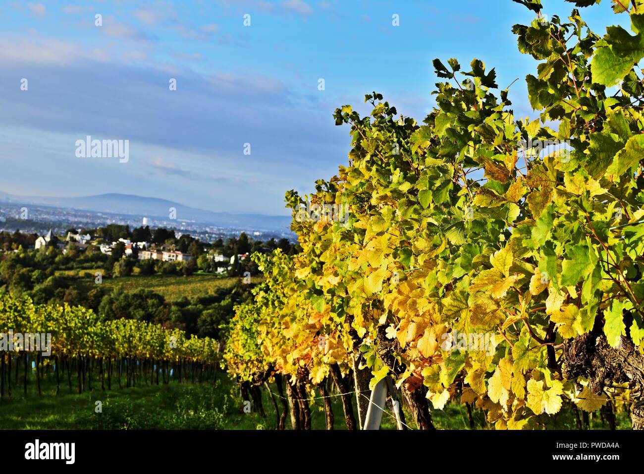 Vignobles de Vienne, Autriche Banque D'Images