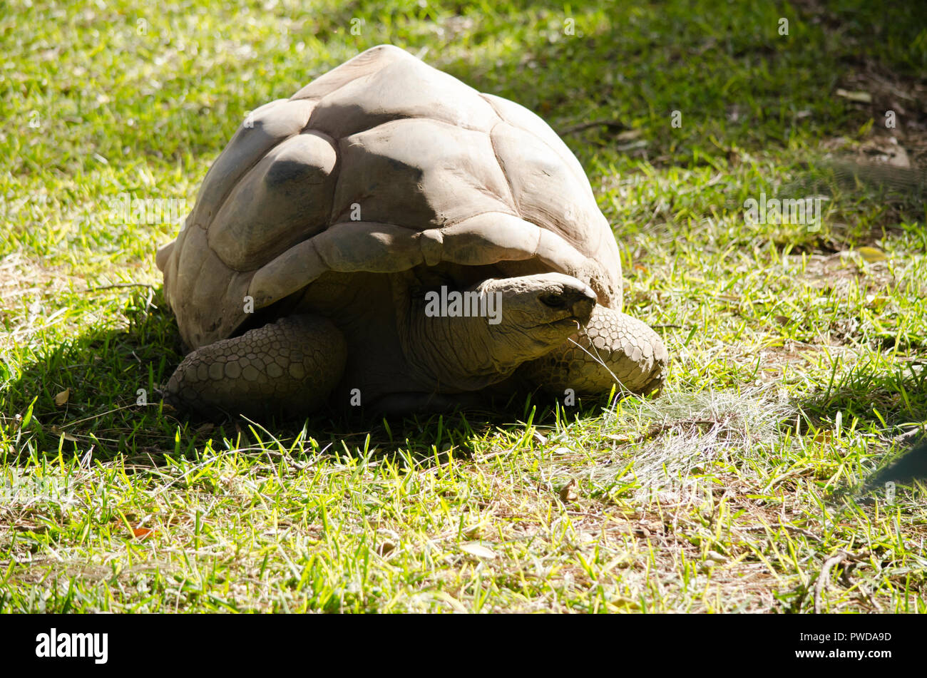 La tortue géante est de marcher sur l'herbe Banque D'Images