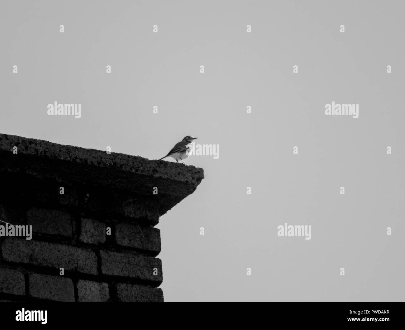 Sparrow tir assis sur la cheminée. Banque D'Images
