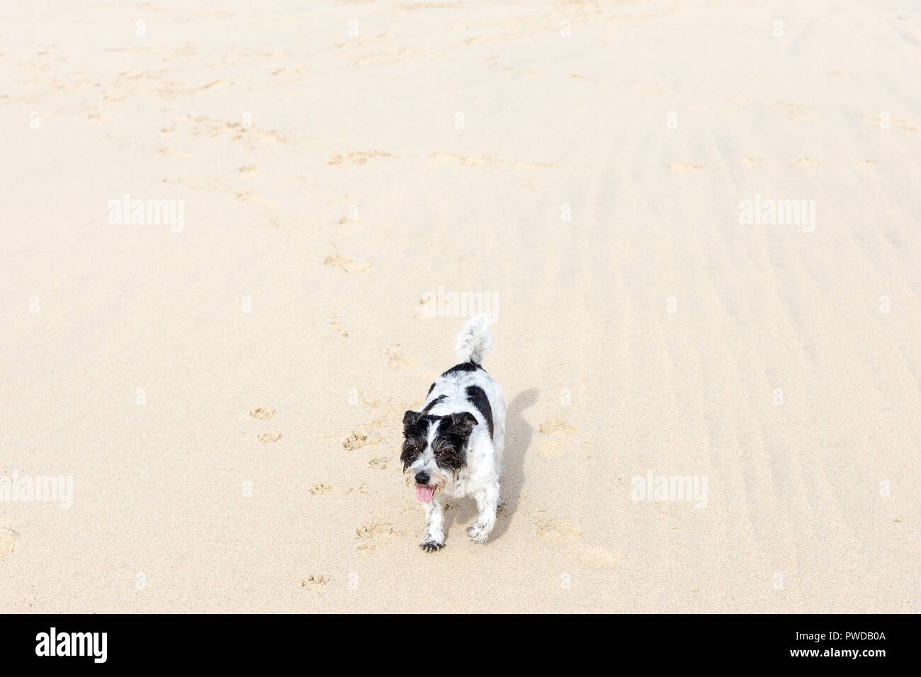 Cornwall , octobre 2018. Chien sur une plage Banque D'Images