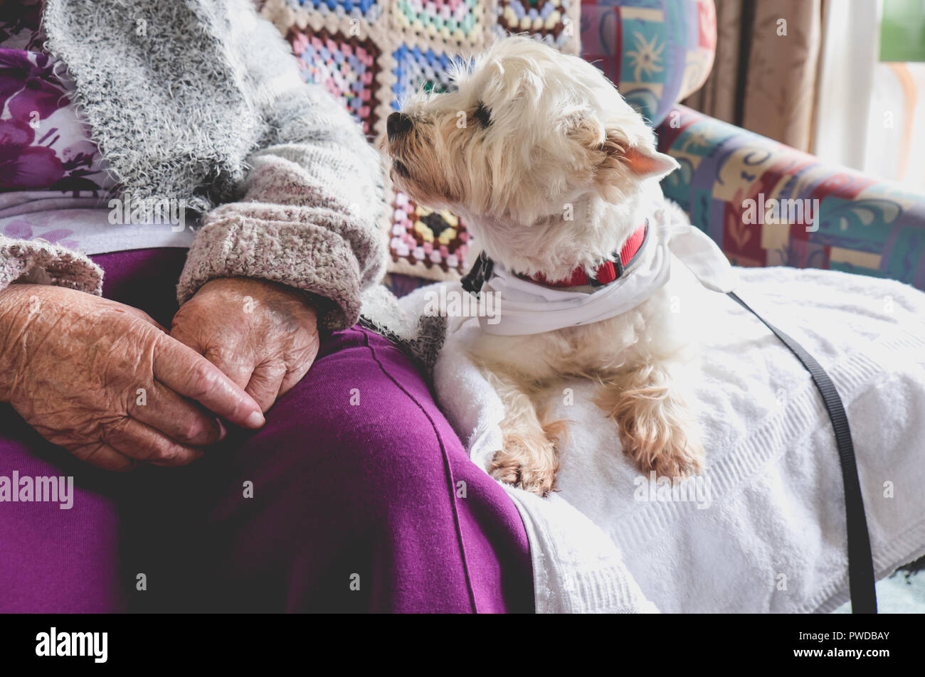 Animaux de thérapie sur la table à côté de personne âgée en maison de repos de la retraite pour les aînés - chien cherche personne âgée Banque D'Images