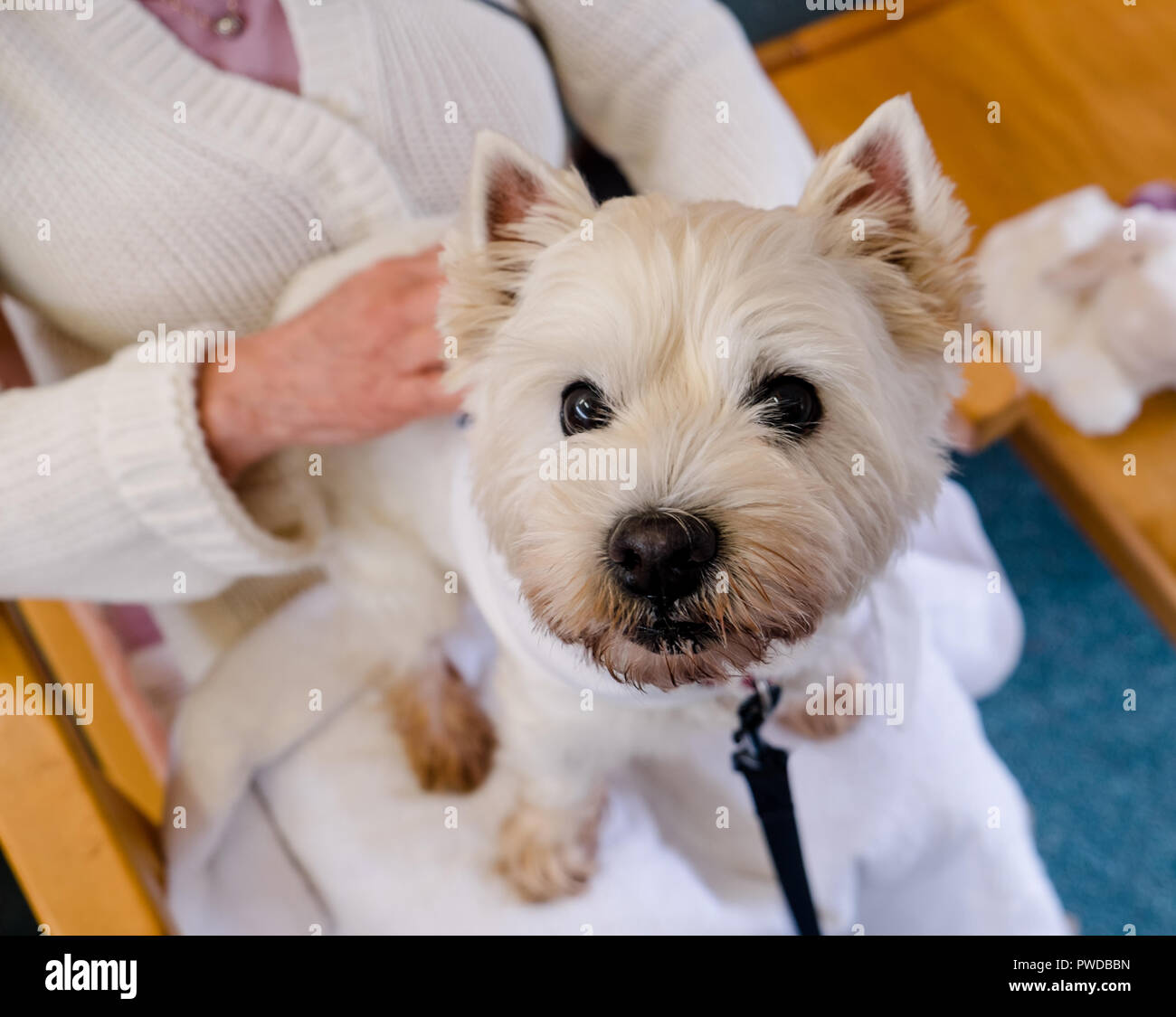 Compagnie : chien westie animaux de thérapie au tour de personne dans des établissements de soins pour les personnes âgées à domicile en Nouvelle Zélande, NZ Banque D'Images