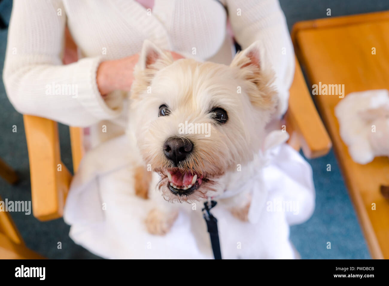 West Highland White Terrier westie chien de thérapie au tour de personne adulte dans la maison de soins de la retraite en Nouvelle-Zélande, NZ Banque D'Images