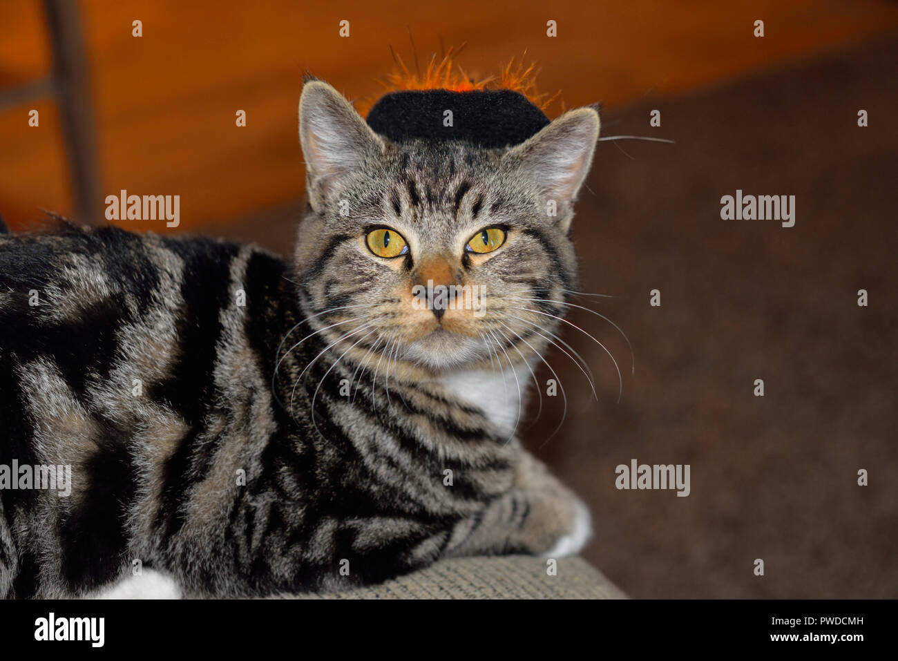 Chat avec rayures noir et orange Halloween Chapeau de sorcière assise à côté de la citrouille verte Banque D'Images