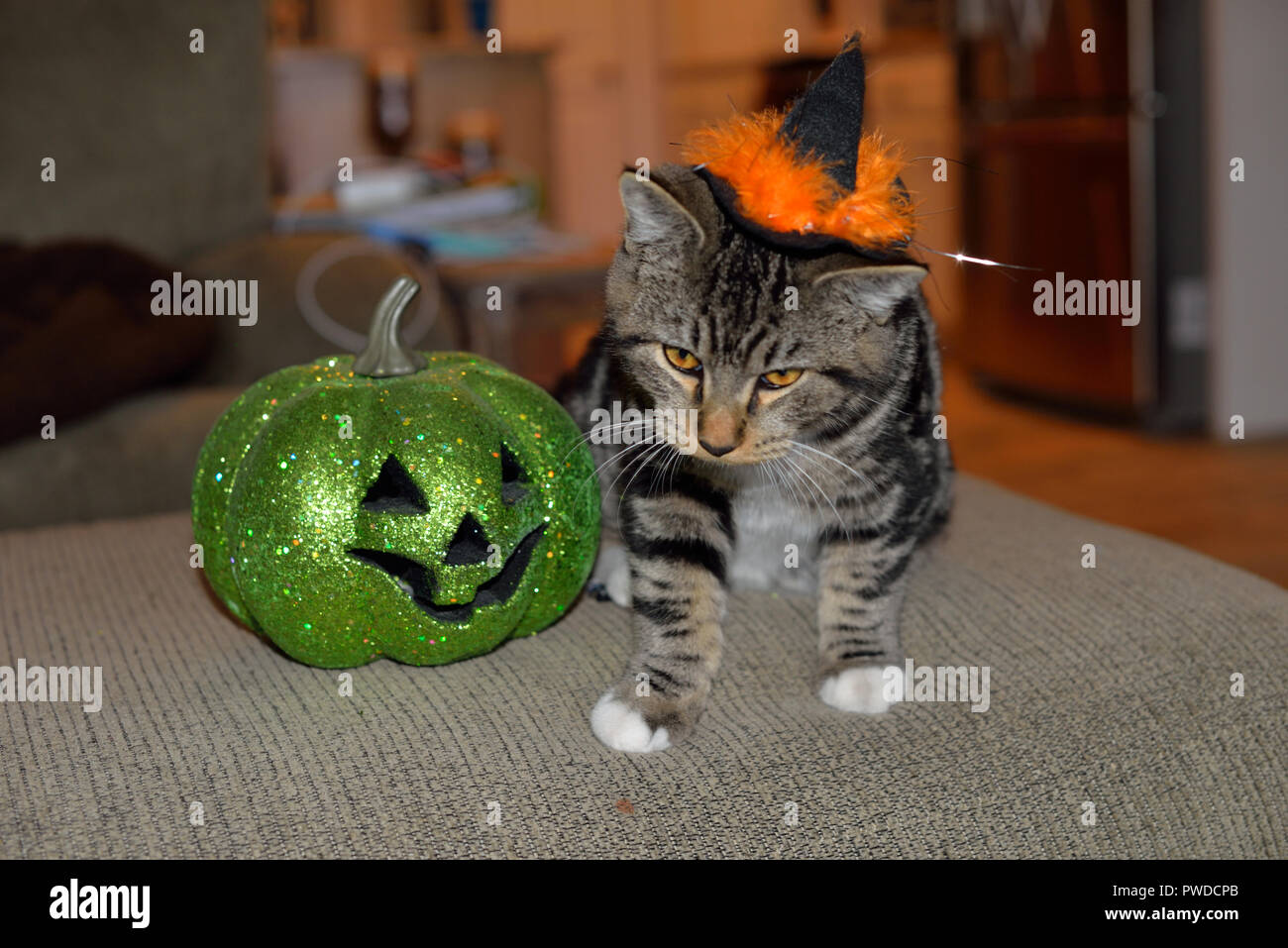 Chat avec rayures noir et orange Halloween Chapeau de sorcière assise à côté de la citrouille verte Banque D'Images