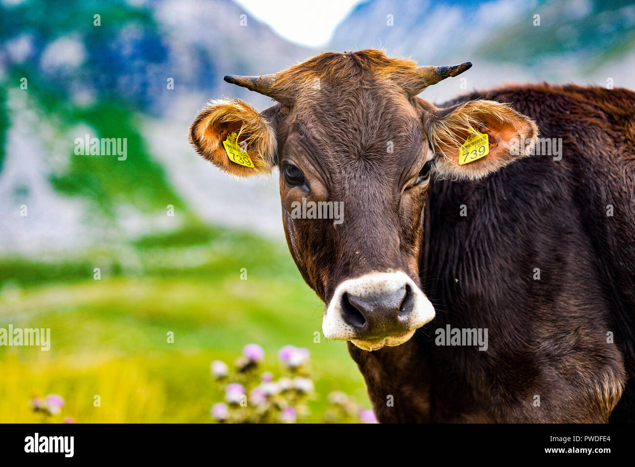 Le pâturage des vaches dans un pré au Monténégro. Banque D'Images