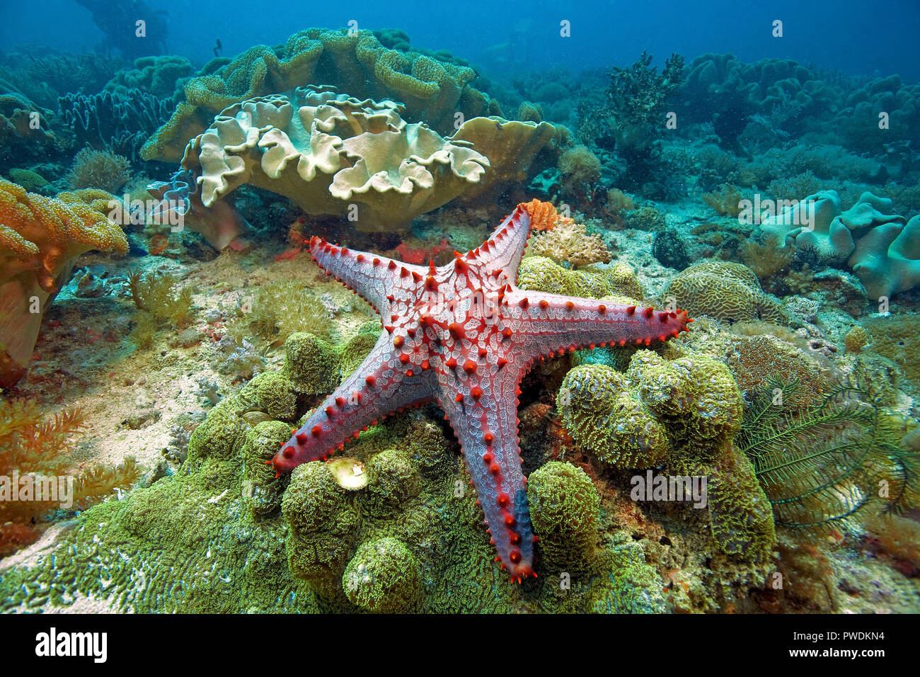 Red Starfish (Protoreaster lincki bulbés) à coraux cuir, Malapascua, Philippines Banque D'Images